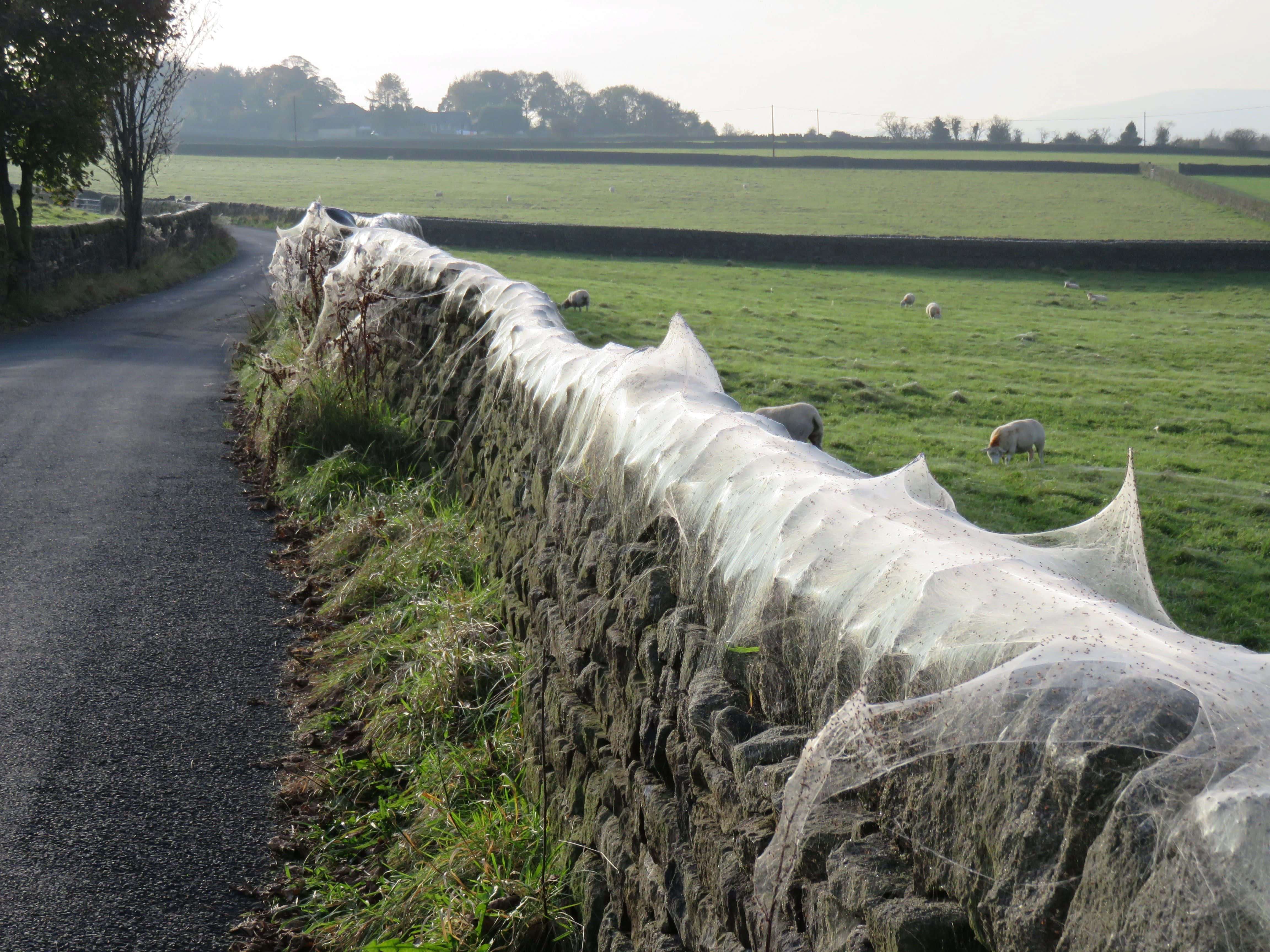 Cobwebs, rural road, mossy stone wall, 4K Desktop Wallpaper