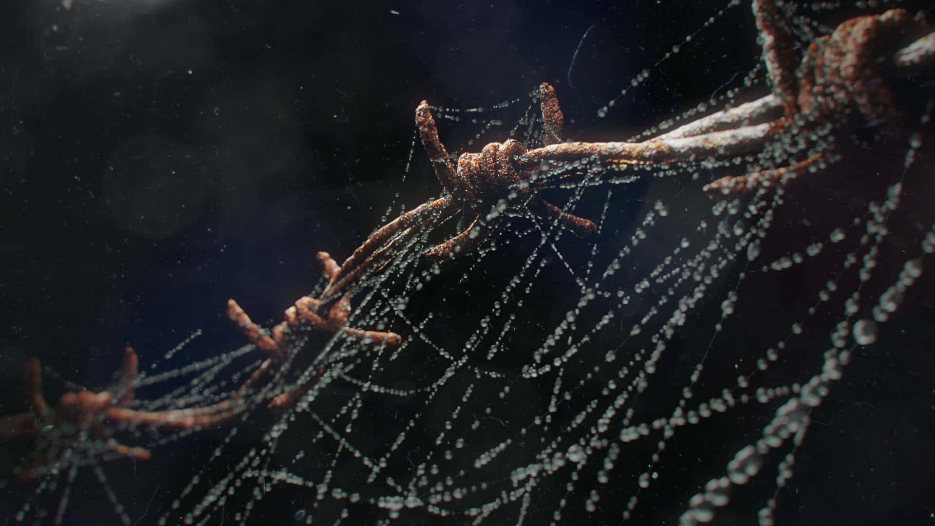 Cobwebs, 1920 x 1080, sunrise, Full HD Desktop Wallpaper