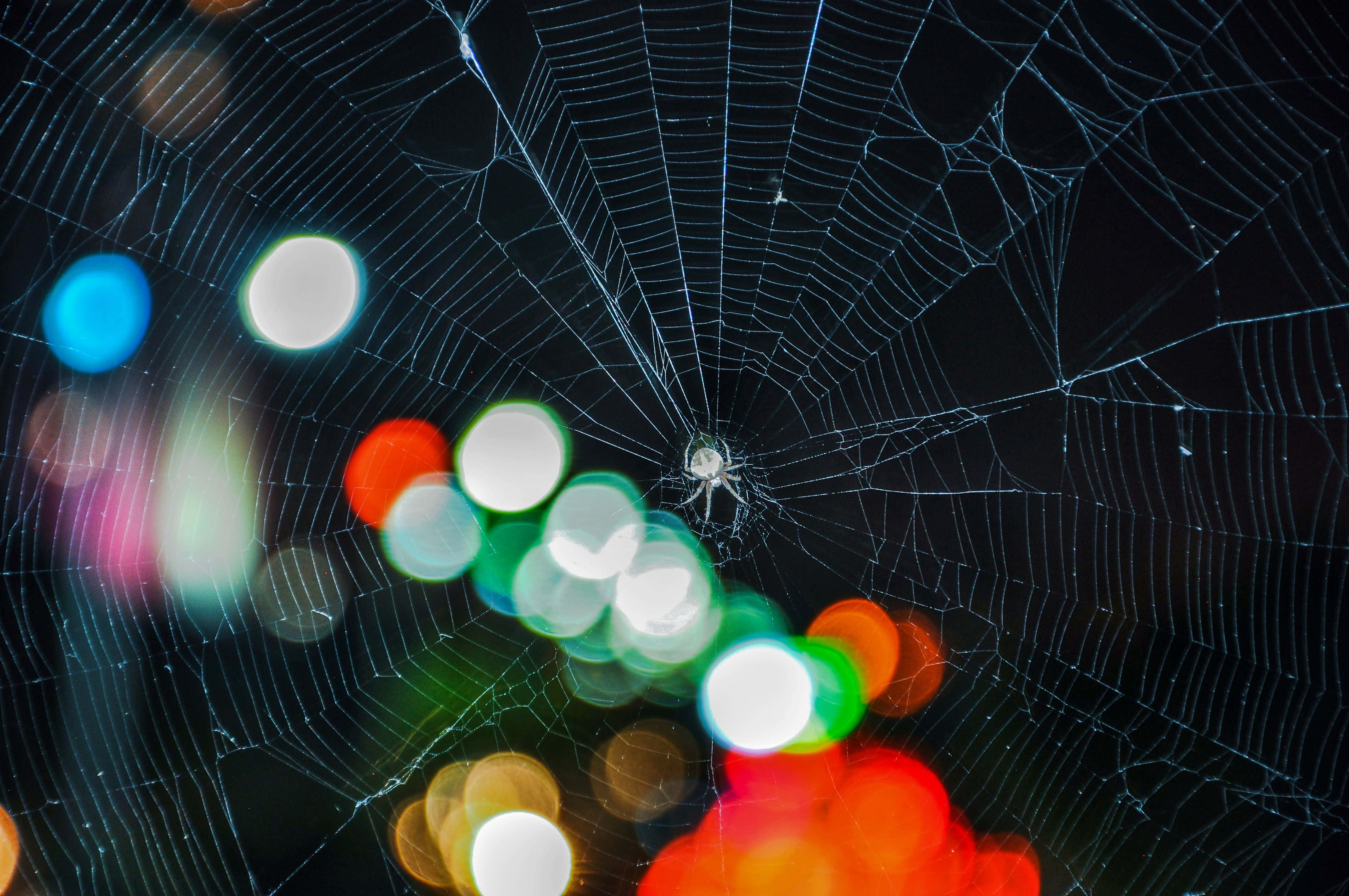 Cobwebs, dark night sky, blurred city lights, 4K Desktop Wallpaper