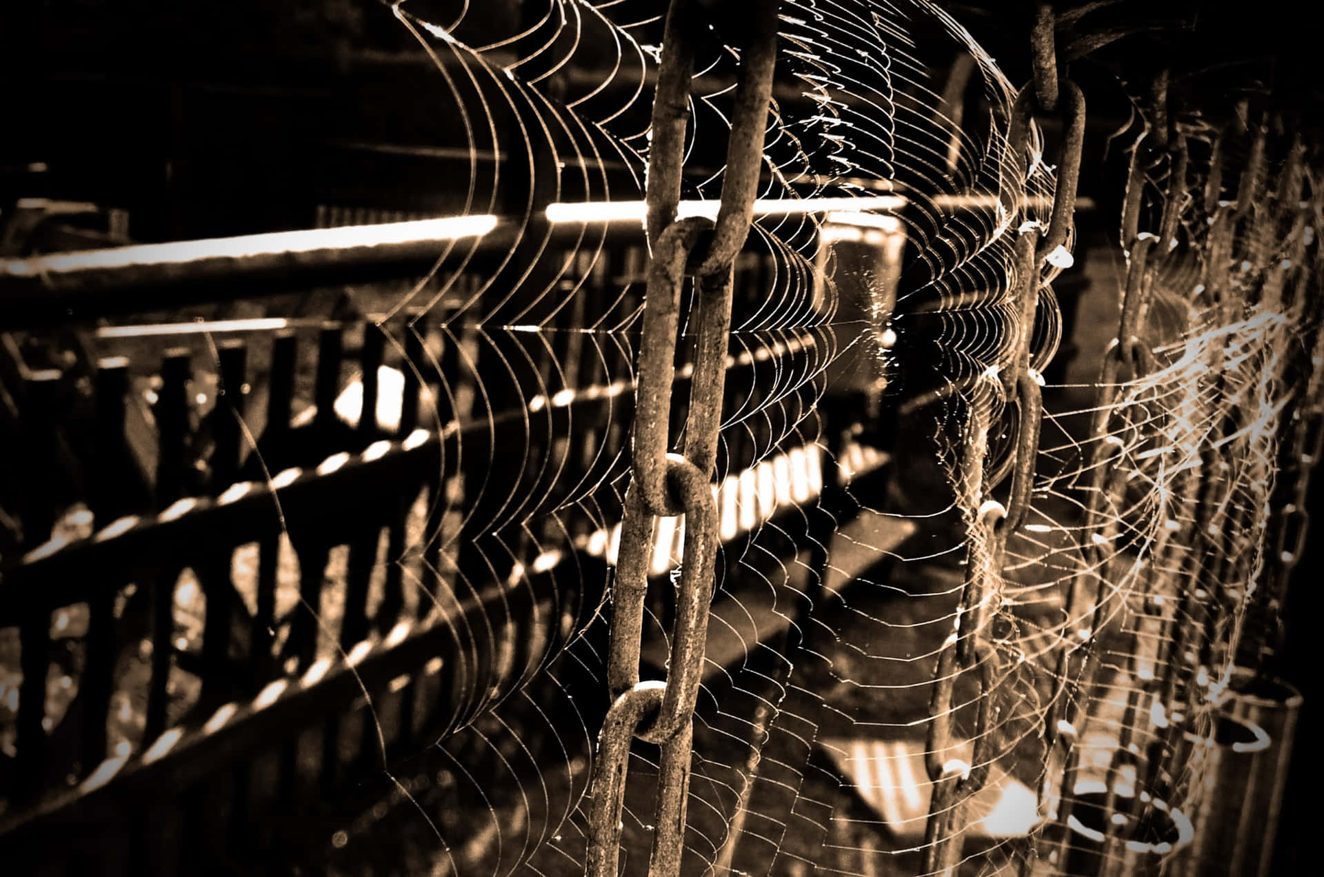 Cobwebs, misty morning, dew, Full HD Desktop Wallpaper