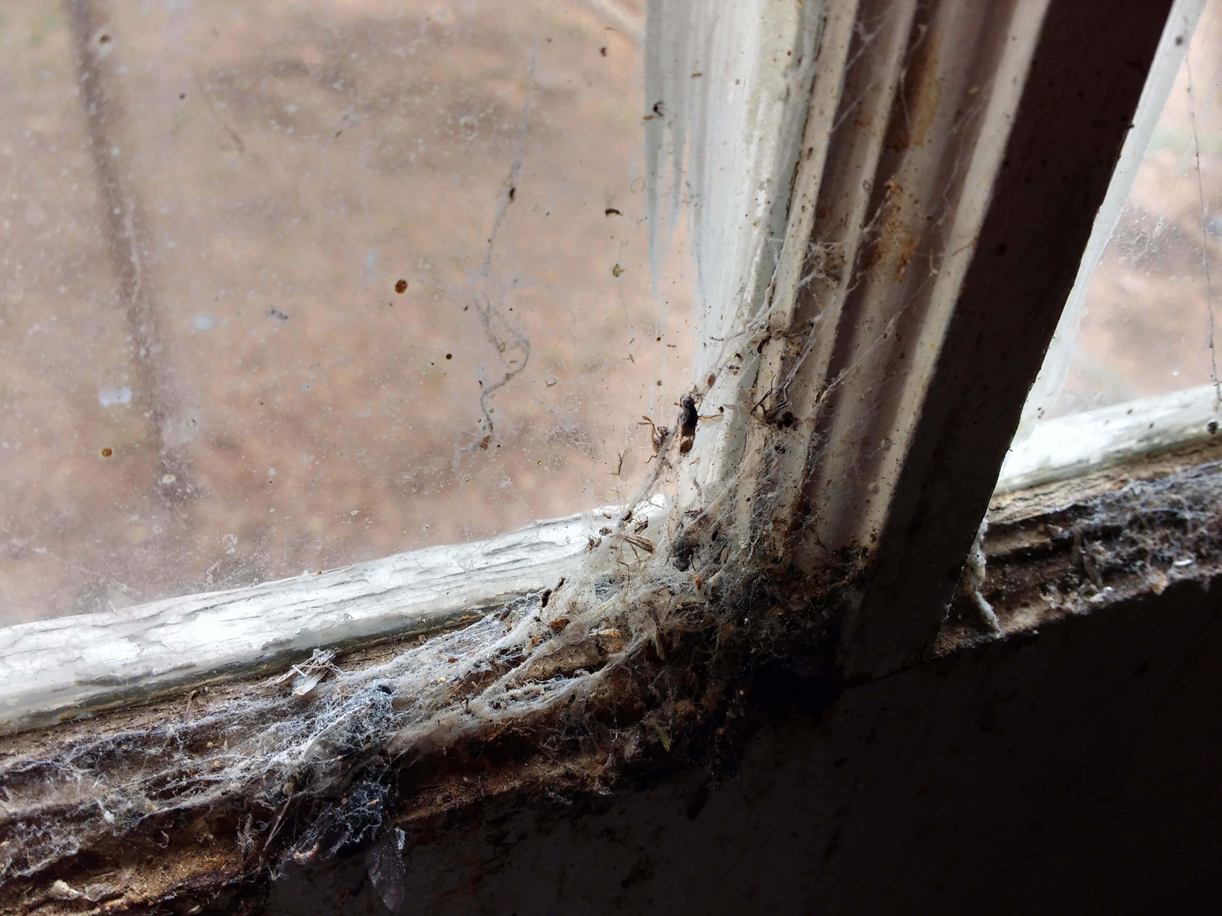 Cobwebs, forest, grimy window corner, 4K Desktop Wallpaper