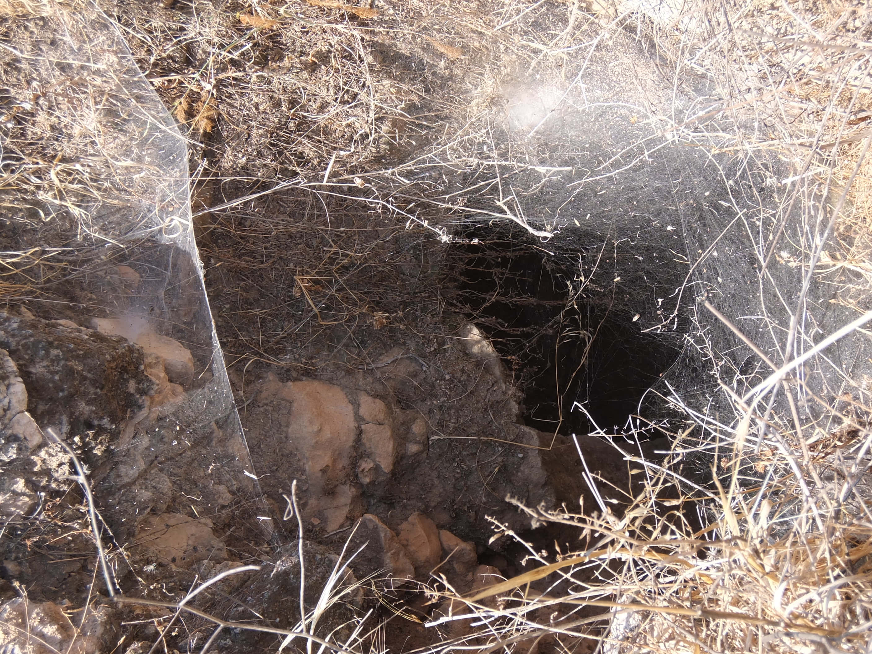 Cobwebs, morning dew, sunlit spiderweb, 2K Desktop Wallpaper