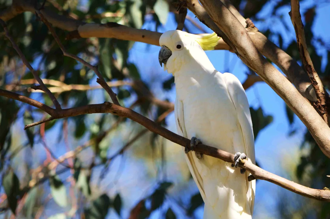 Cockatoo Wallpapers