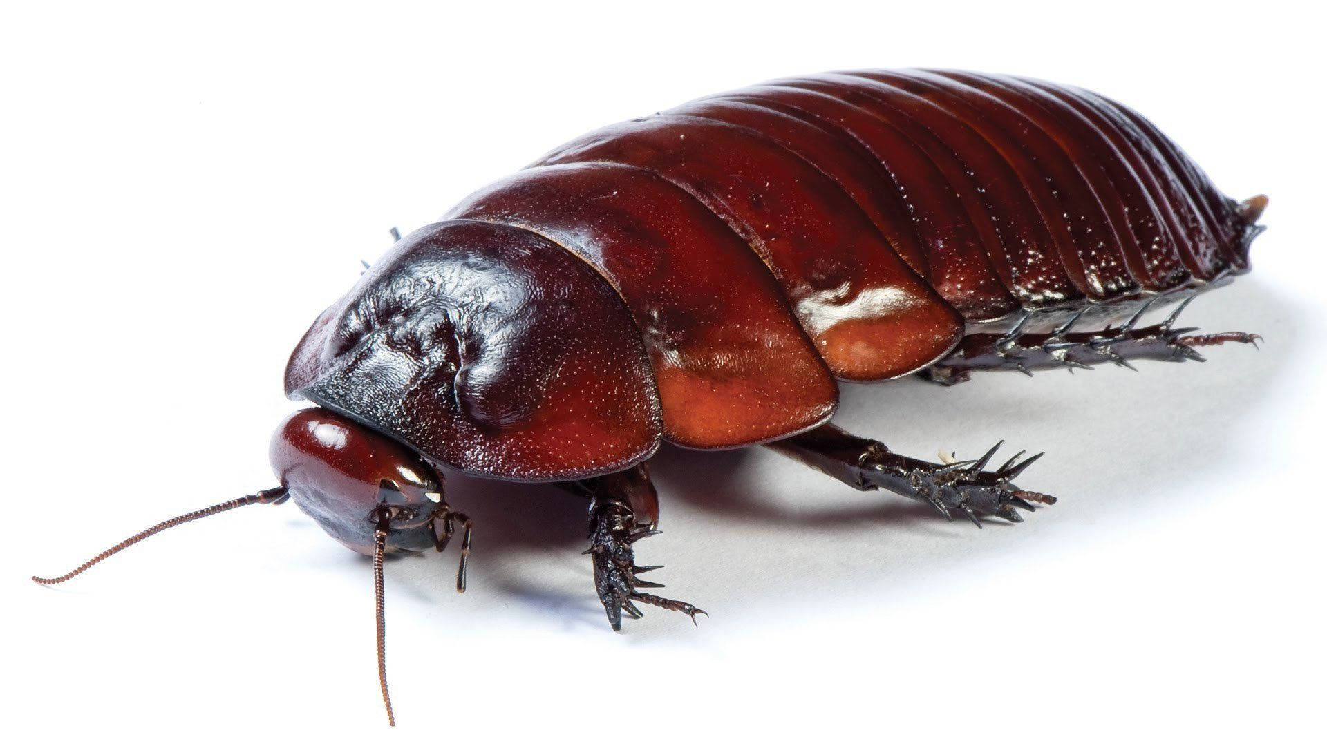 adult light brown oriental cockroach, glossy brown, segmented shell, Full HD Desktop Wallpaper