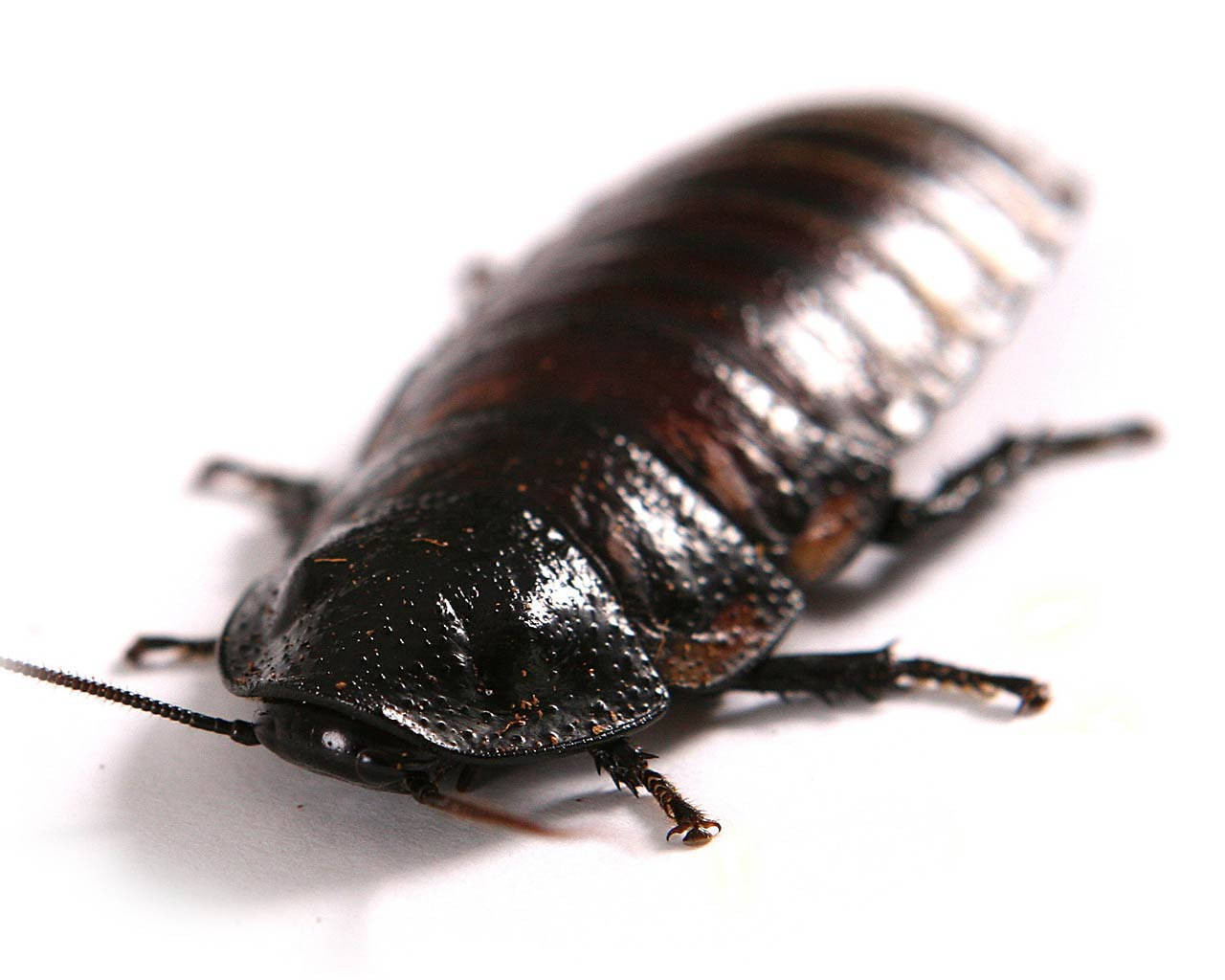Big Black Oriental Cockroach, glossy black, segmented shell, HD Desktop Wallpaper