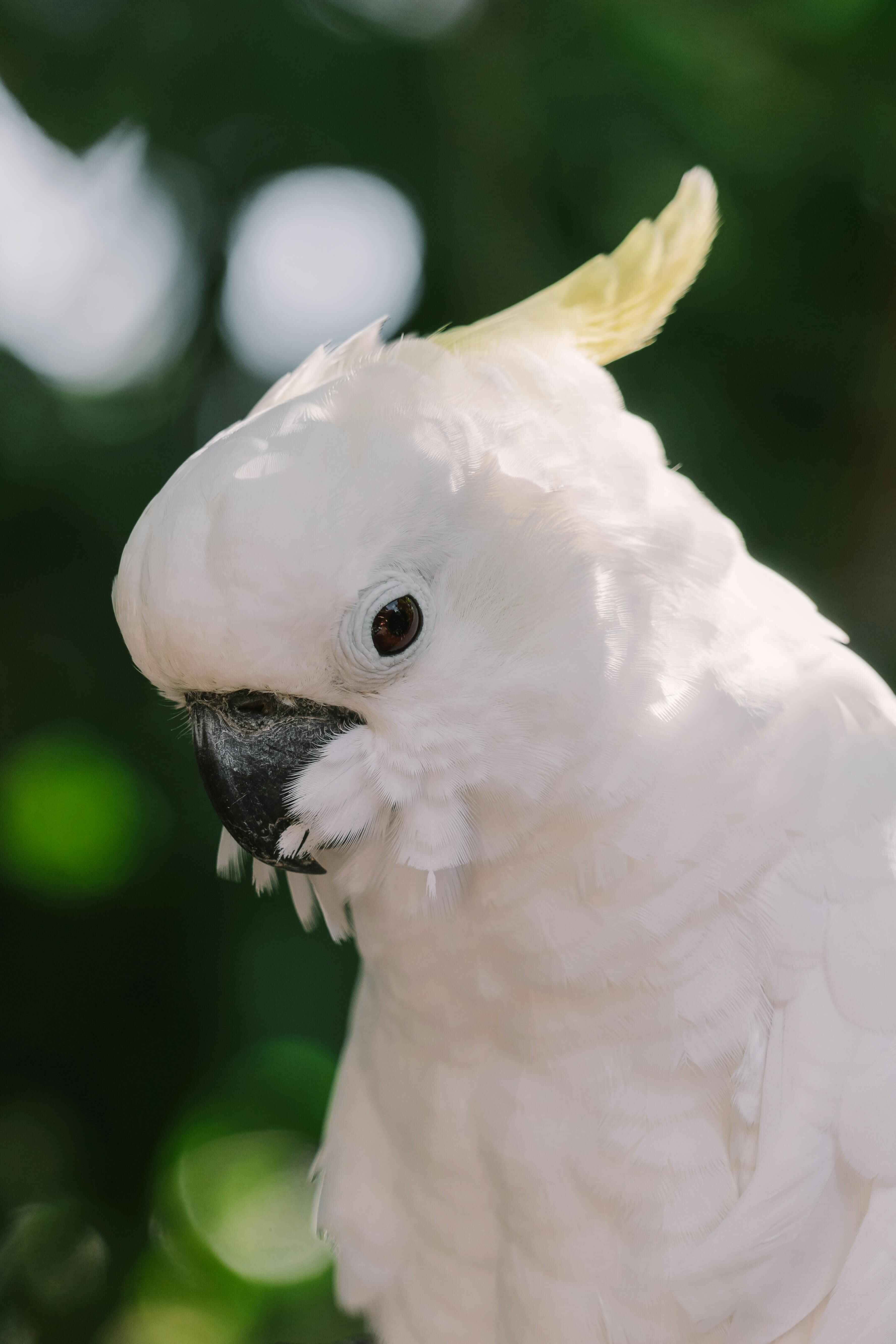 white cockatoo, yellow crest, blurred green foliage background, 5K Phone Wallpaper