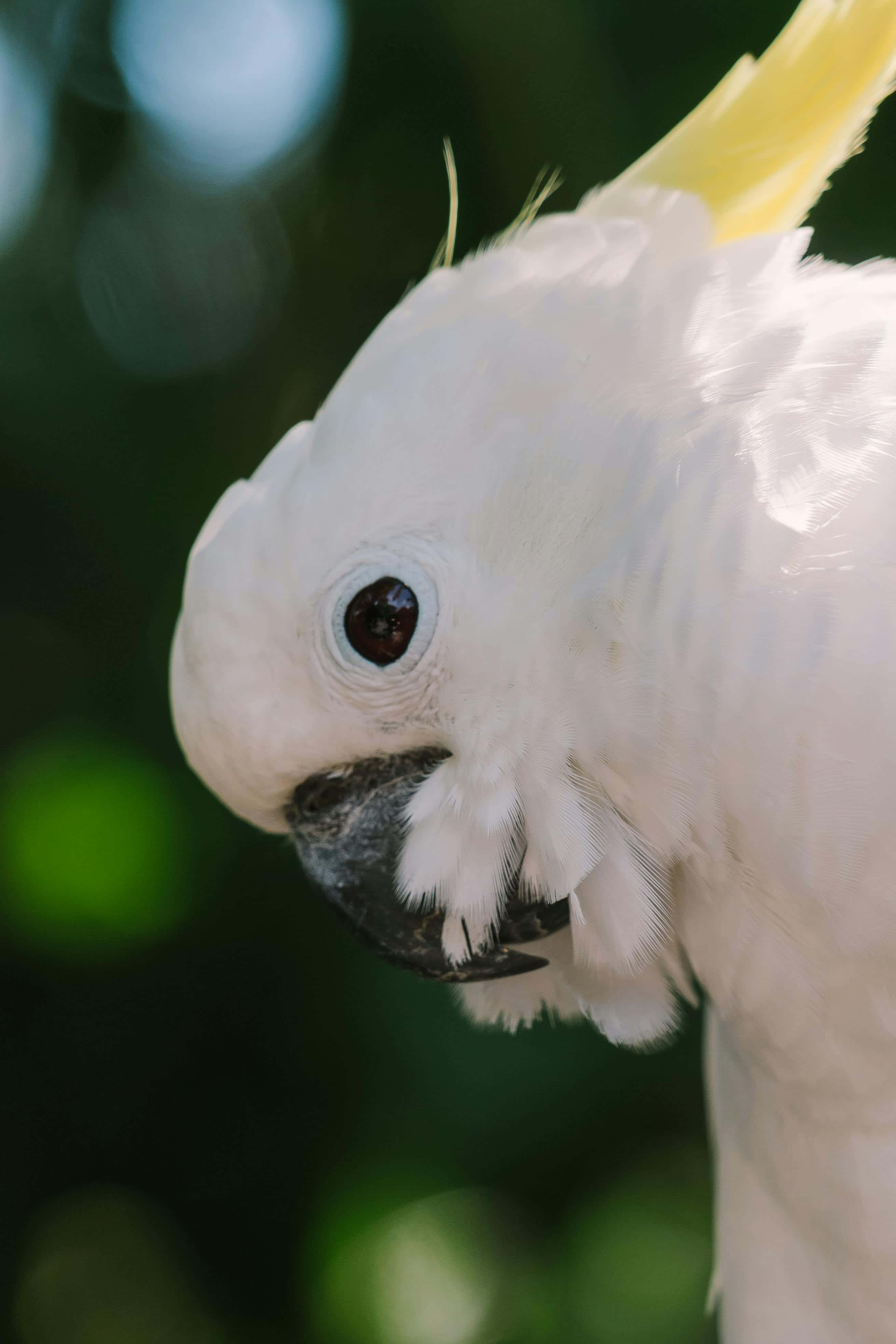 Cockatoo, white cockatoo, bright yellow crest, 4K Phone Wallpaper