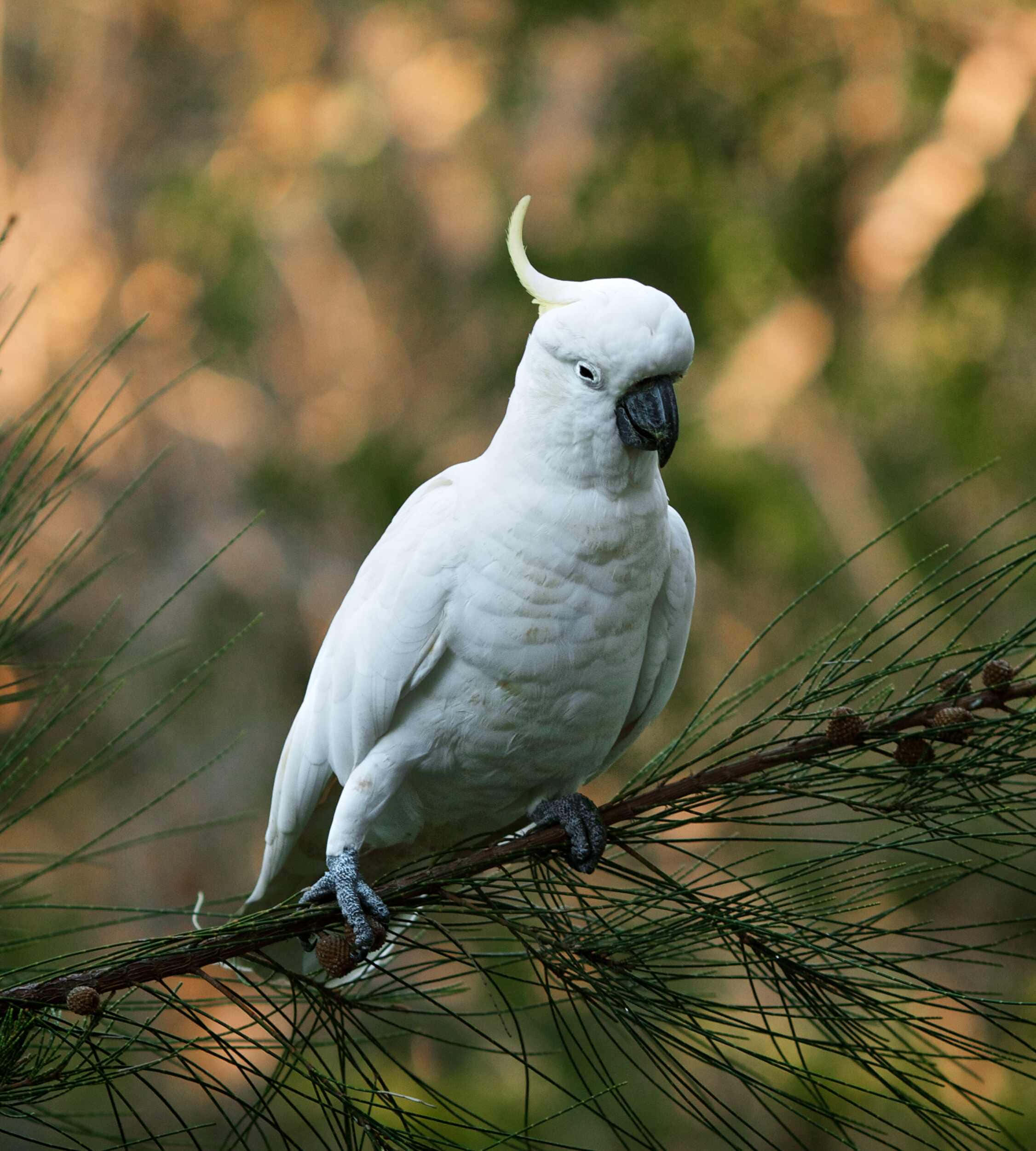 white cockatoo, yellow crest, pine branch, Full HD Phone Wallpaper