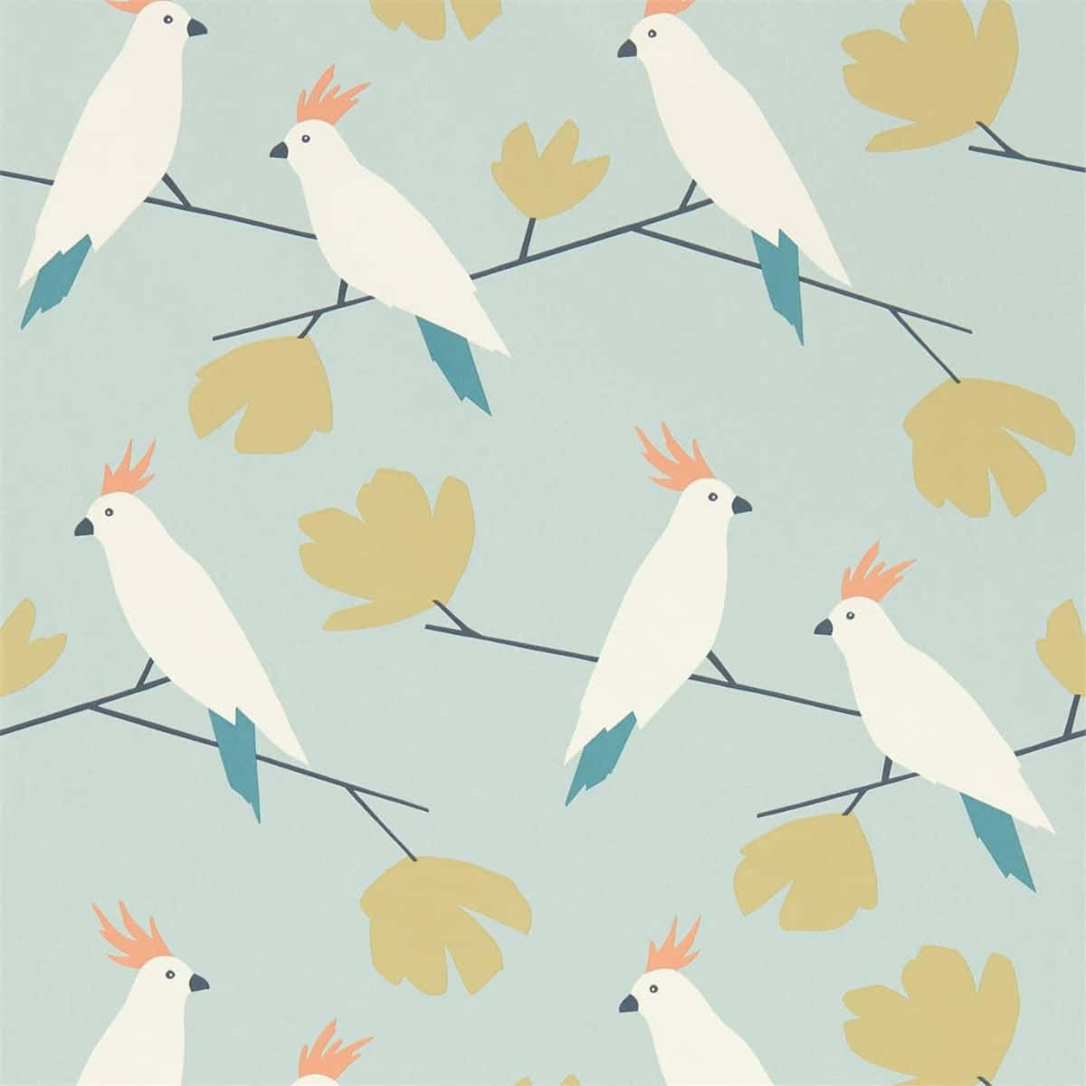Cockatoo, white cockatoos, orange crests, SD Desktop Wallpaper