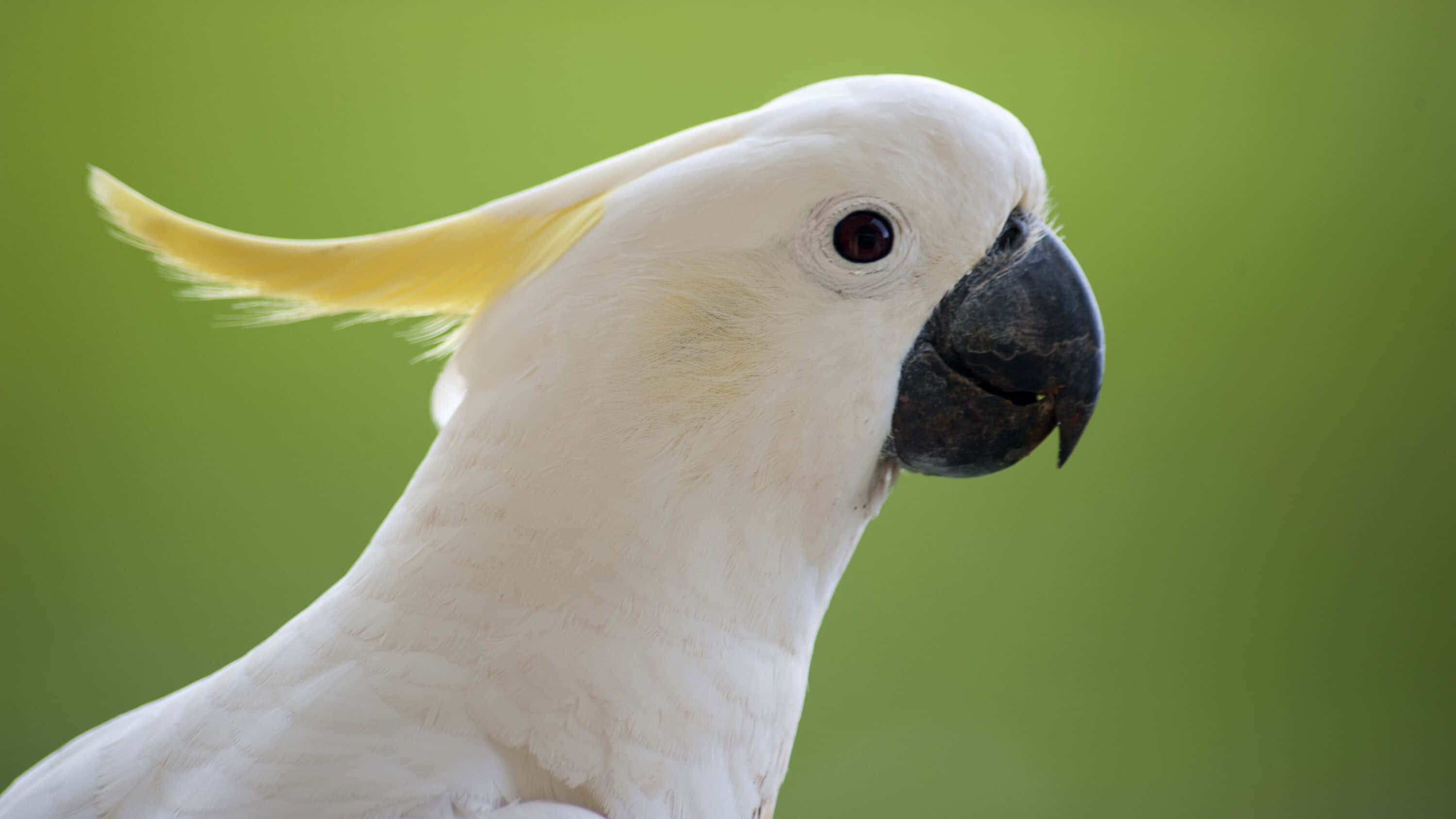 Cockatoo, white cockatoo, yellow crest, 2K Desktop Wallpaper