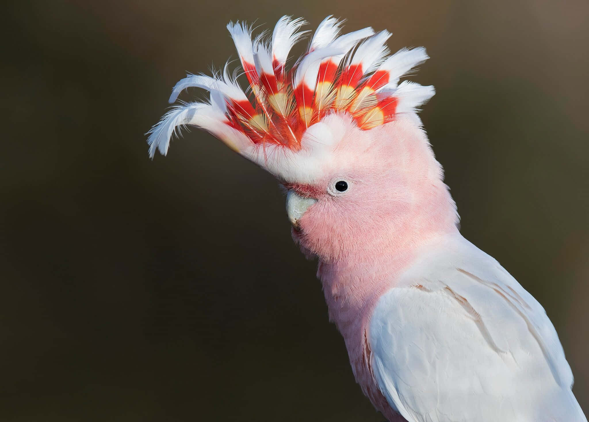 pink cockatoo, crest raised, white feathers tipped with red and yellow, Full HD Desktop Wallpaper