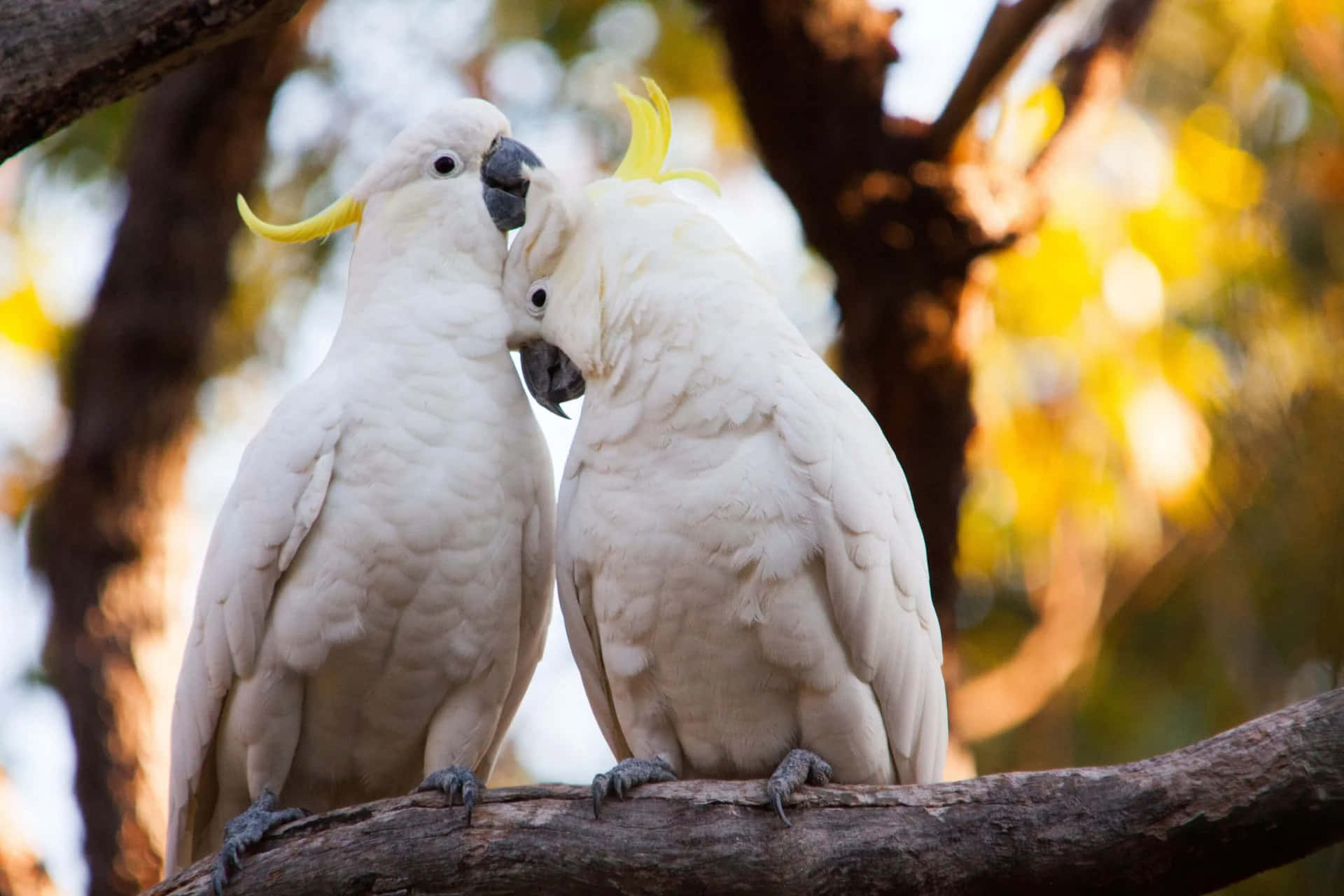 white cockatoos, yellow crests, tree branch, Full HD Desktop Wallpaper
