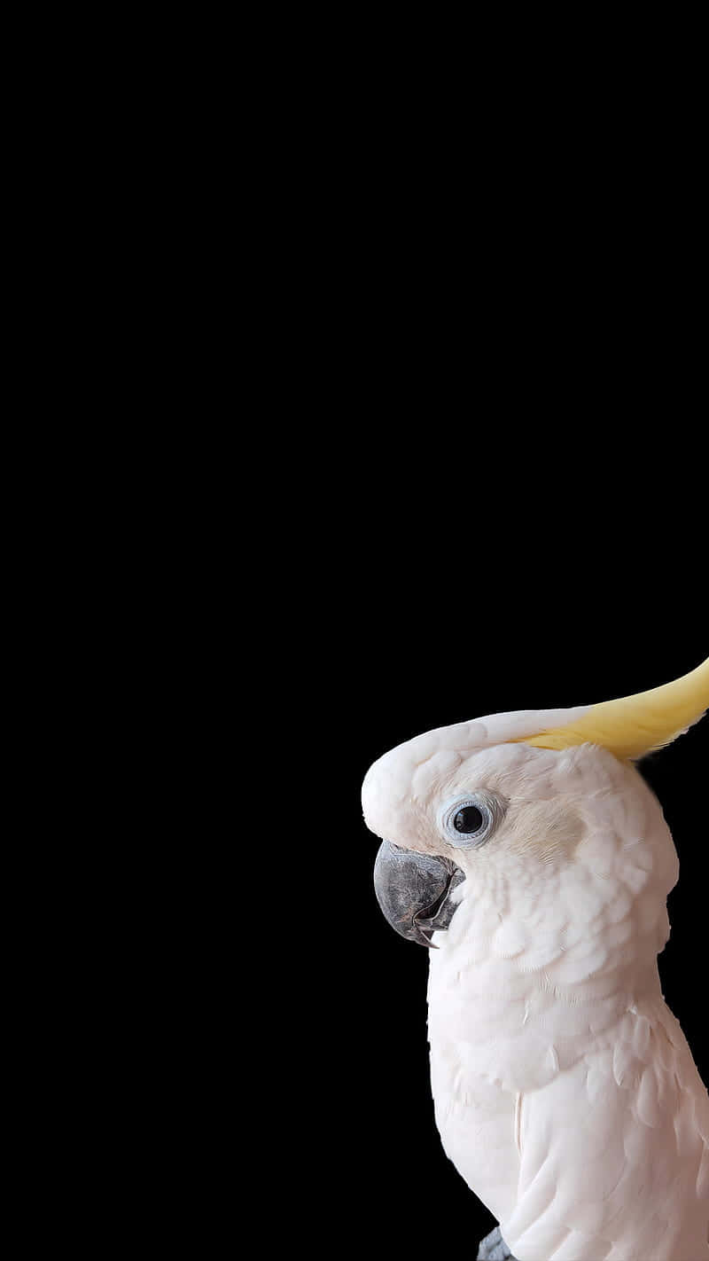 Cockatoo, white cockatoo, bright yellow crest, HD Phone Wallpaper