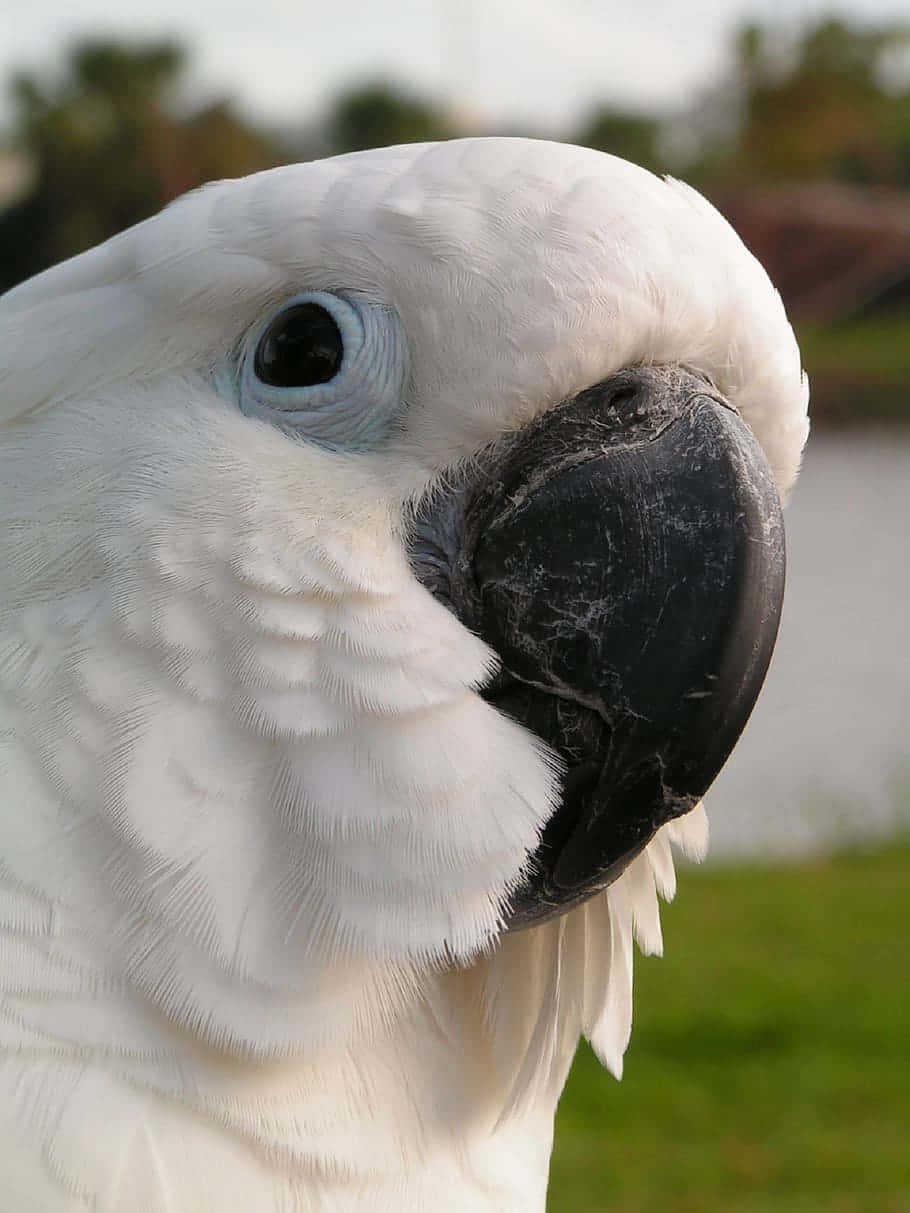 white cockatoo, large black beak, blue eye ring, SD Phone Wallpaper