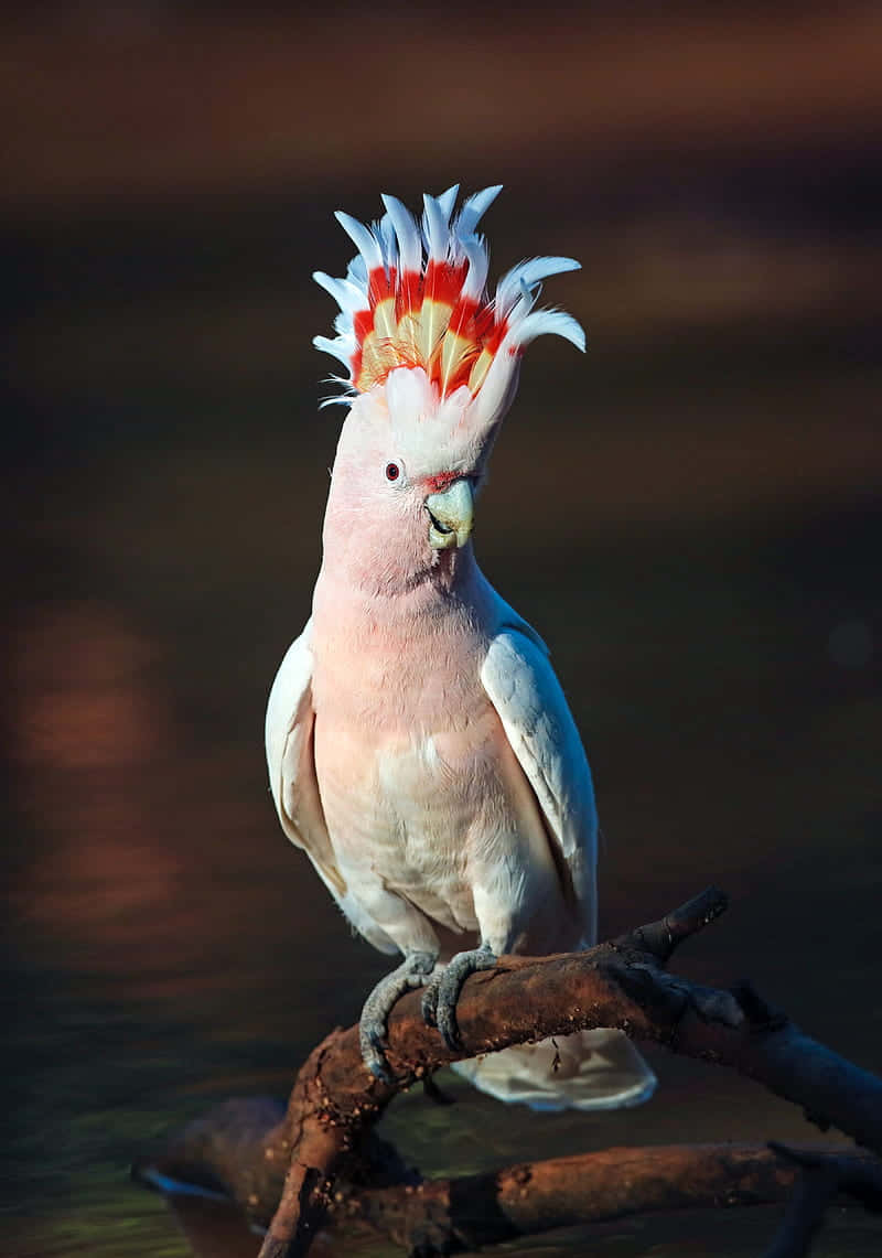 pink cockatoo, vibrant red and yellow crest, weathered branch, SD Phone Wallpaper