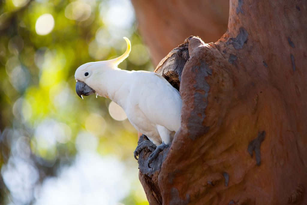 cockatoo, yellow crest, rugged reddish-brown tree trunk, SD Desktop Wallpaper