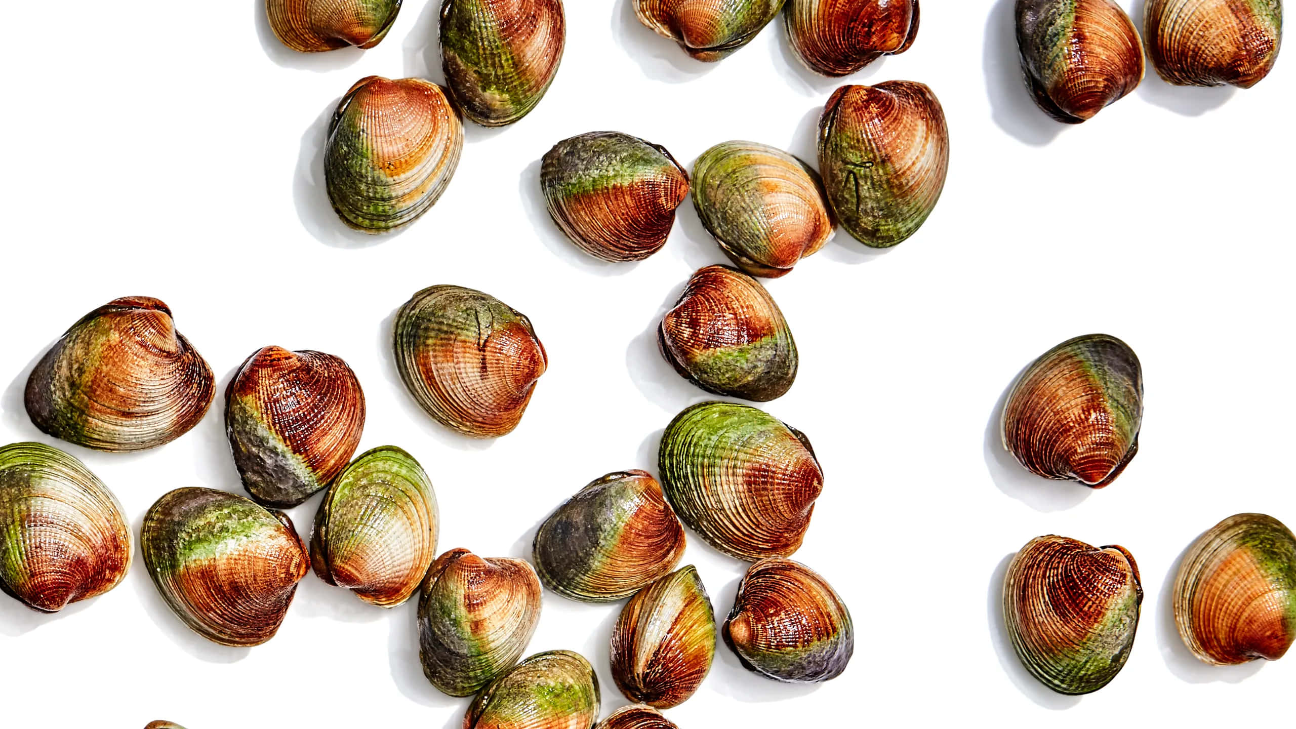 colorful cockle shells, green and brown shells, bright white background, 2K Desktop Wallpaper