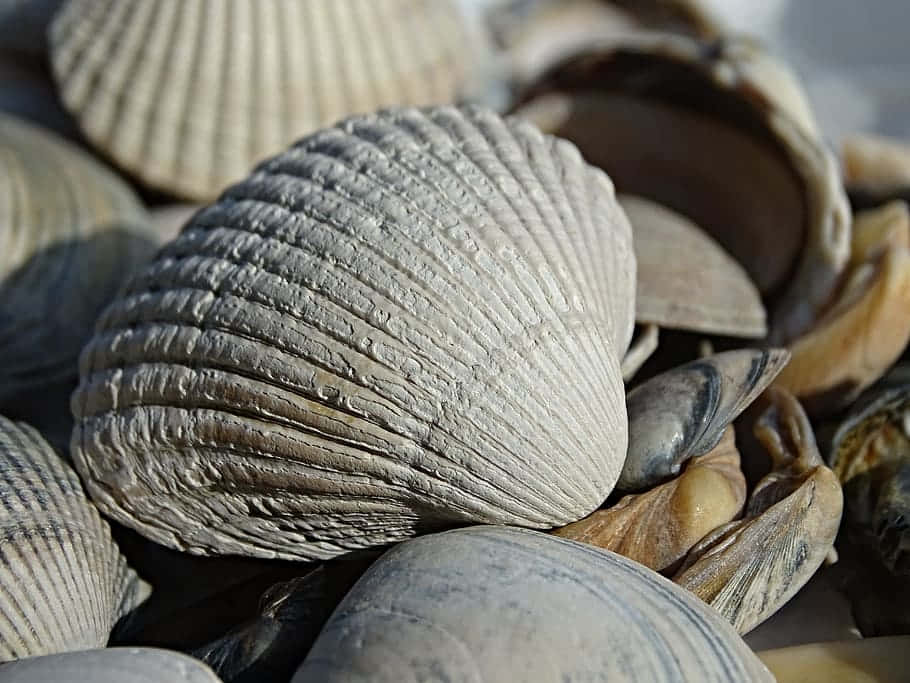 cockle shells, gray, beige, SD Desktop Wallpaper