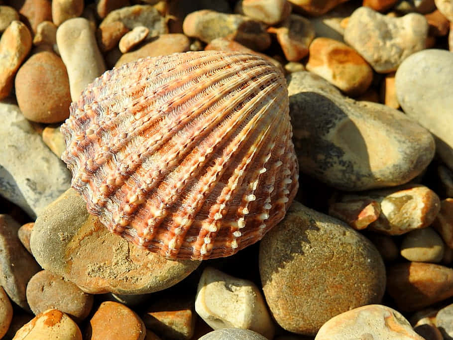 cockle shell, pebbled beach, sunlit pebbles, SD Desktop Wallpaper