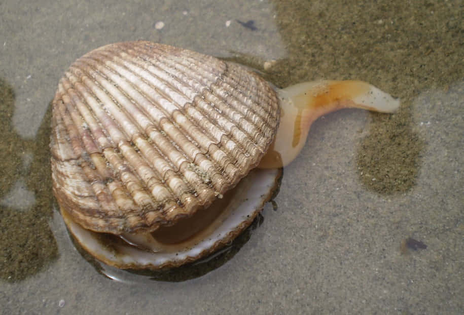 cockle shell, ribbed heart-shaped, wet sand, SD Desktop Wallpaper