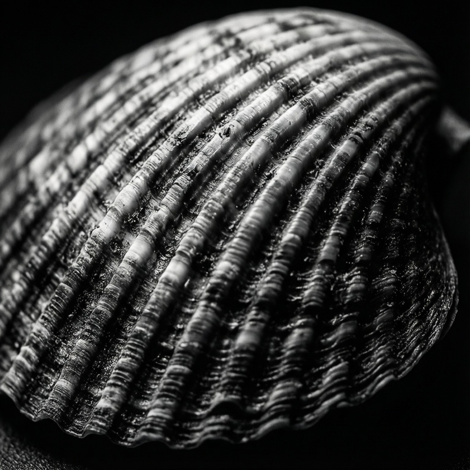 Cockle, monochrome, black and white, HD Desktop Wallpaper