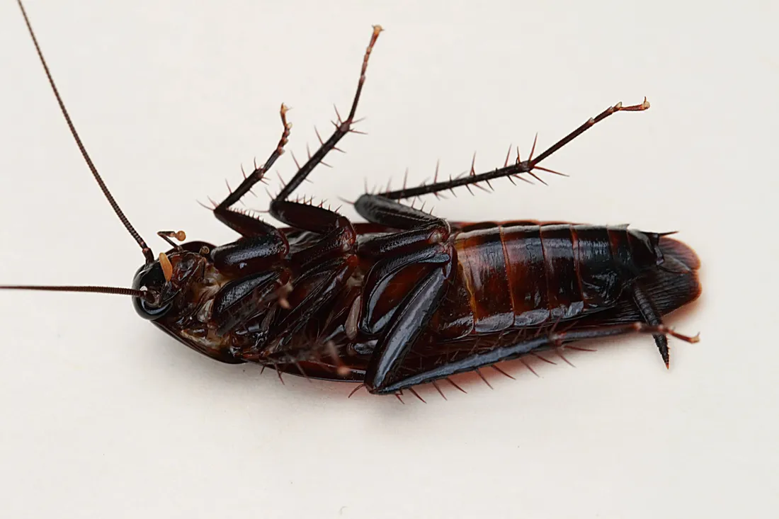 Cockroach