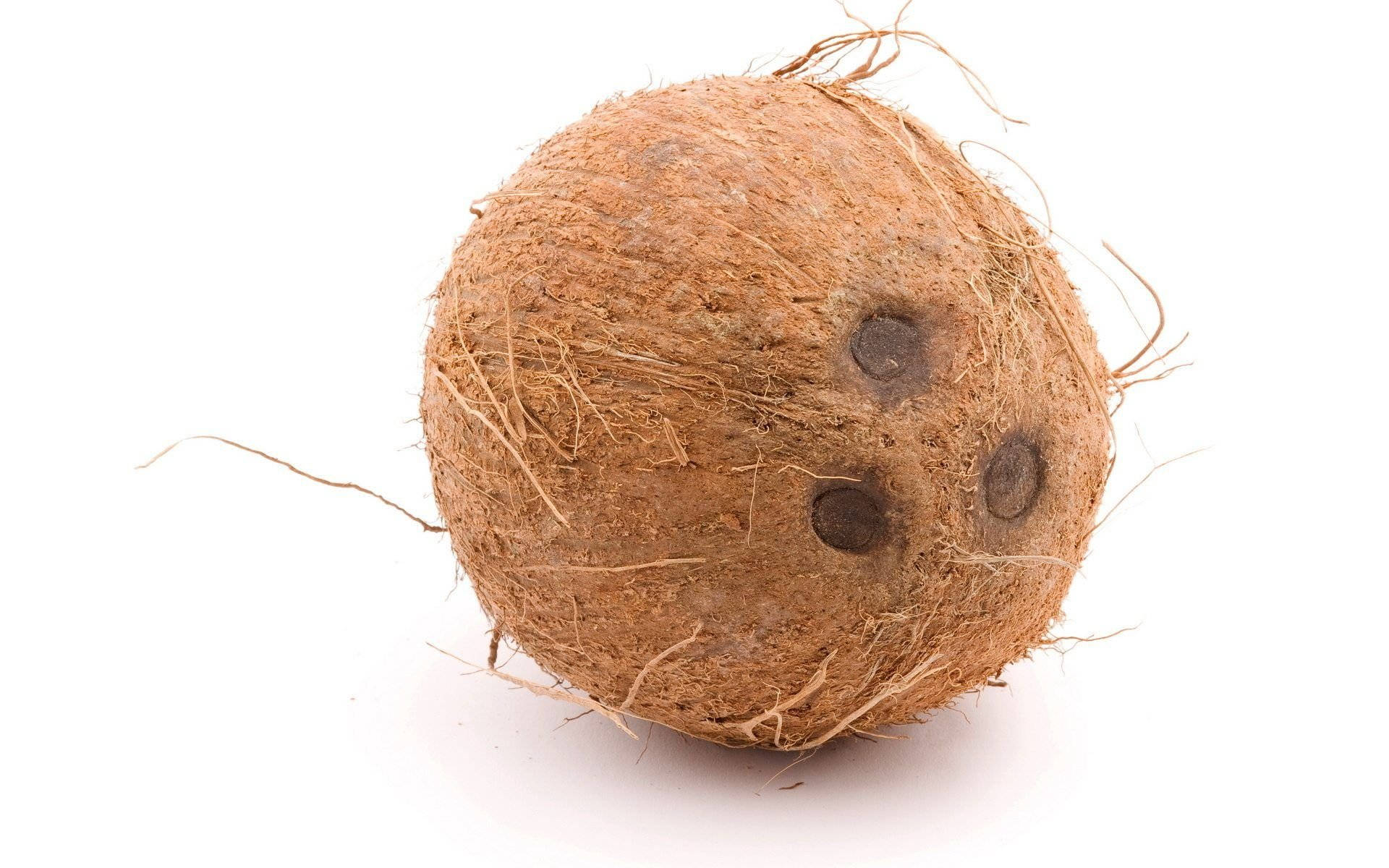 big semi husked coconut, brown coconut, fibrous husk, Full HD Desktop Wallpaper