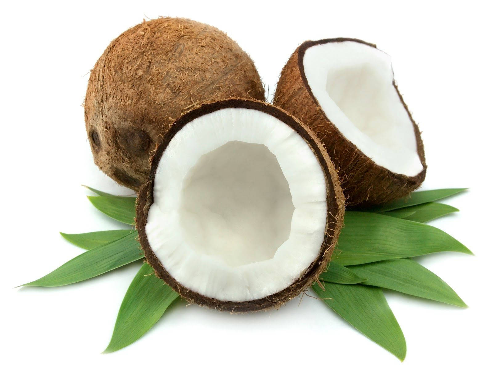 coconut leaves, coconut fruit, split open coconut, HD Desktop Wallpaper