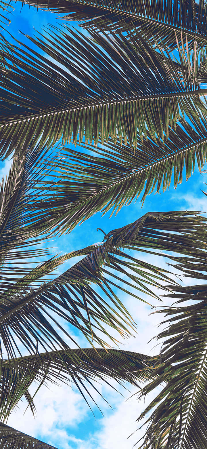tropical palm fronds, vibrant blue sky, scattered white clouds, HD Phone Wallpaper
