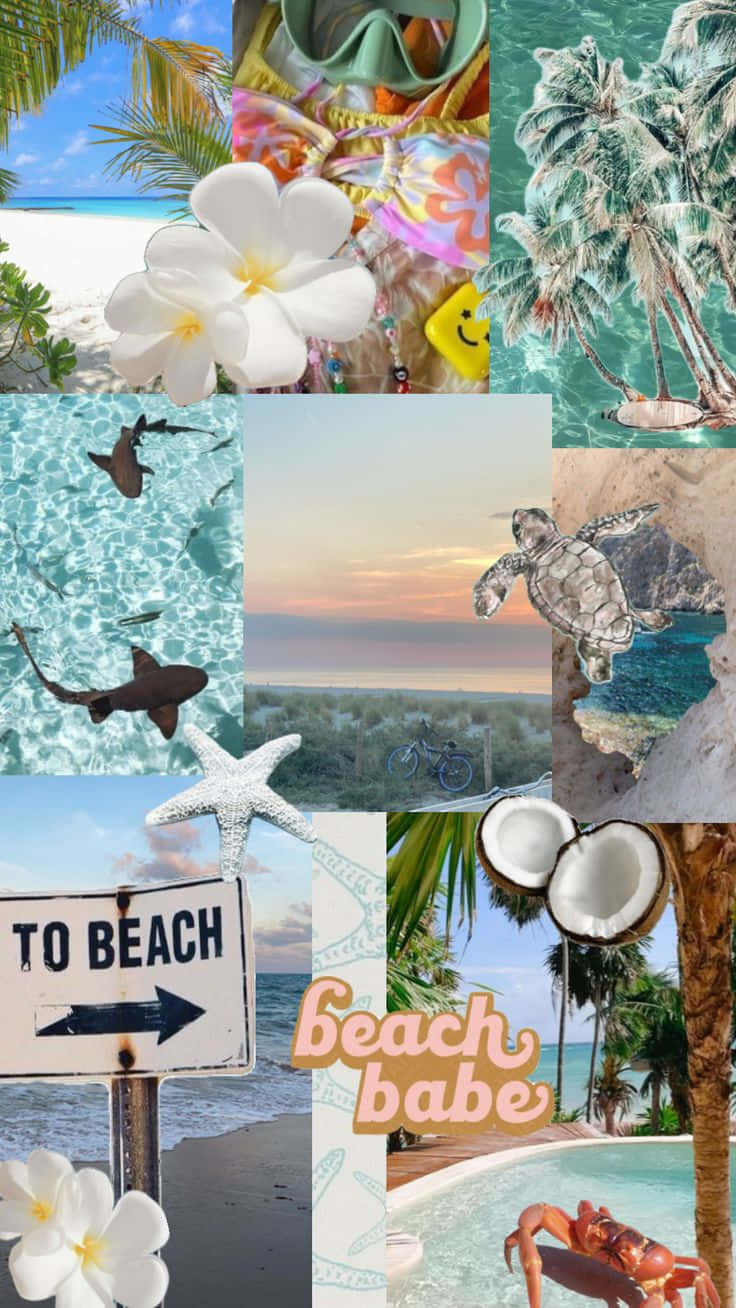 tropical coconut beach, palm trees, sharks, HD Phone Wallpaper