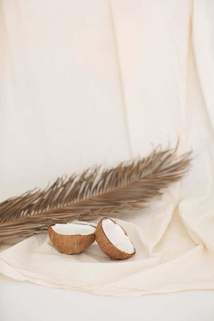 coconut halves, dried palm frond, soft cream fabric, SD Phone Wallpaper