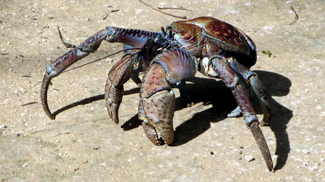 Coconut Crab