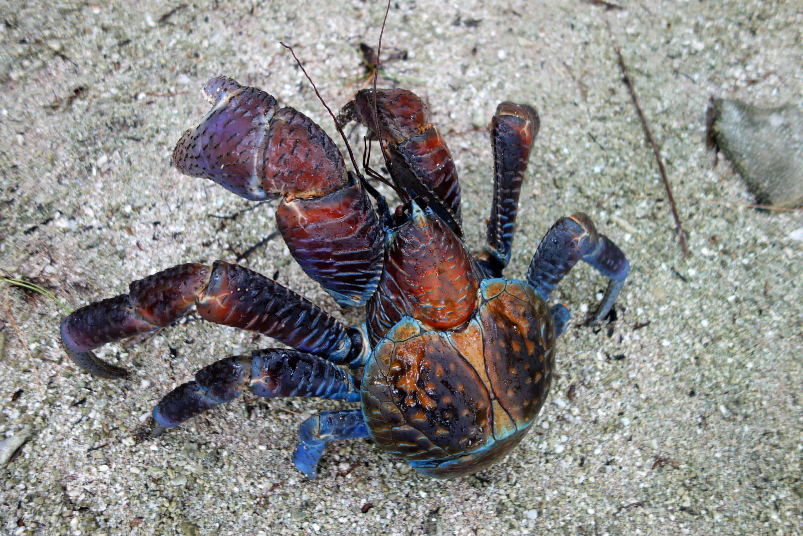 Coconut Crab, vibrant blue and orange, striped claws, 2K Desktop Wallpaper
