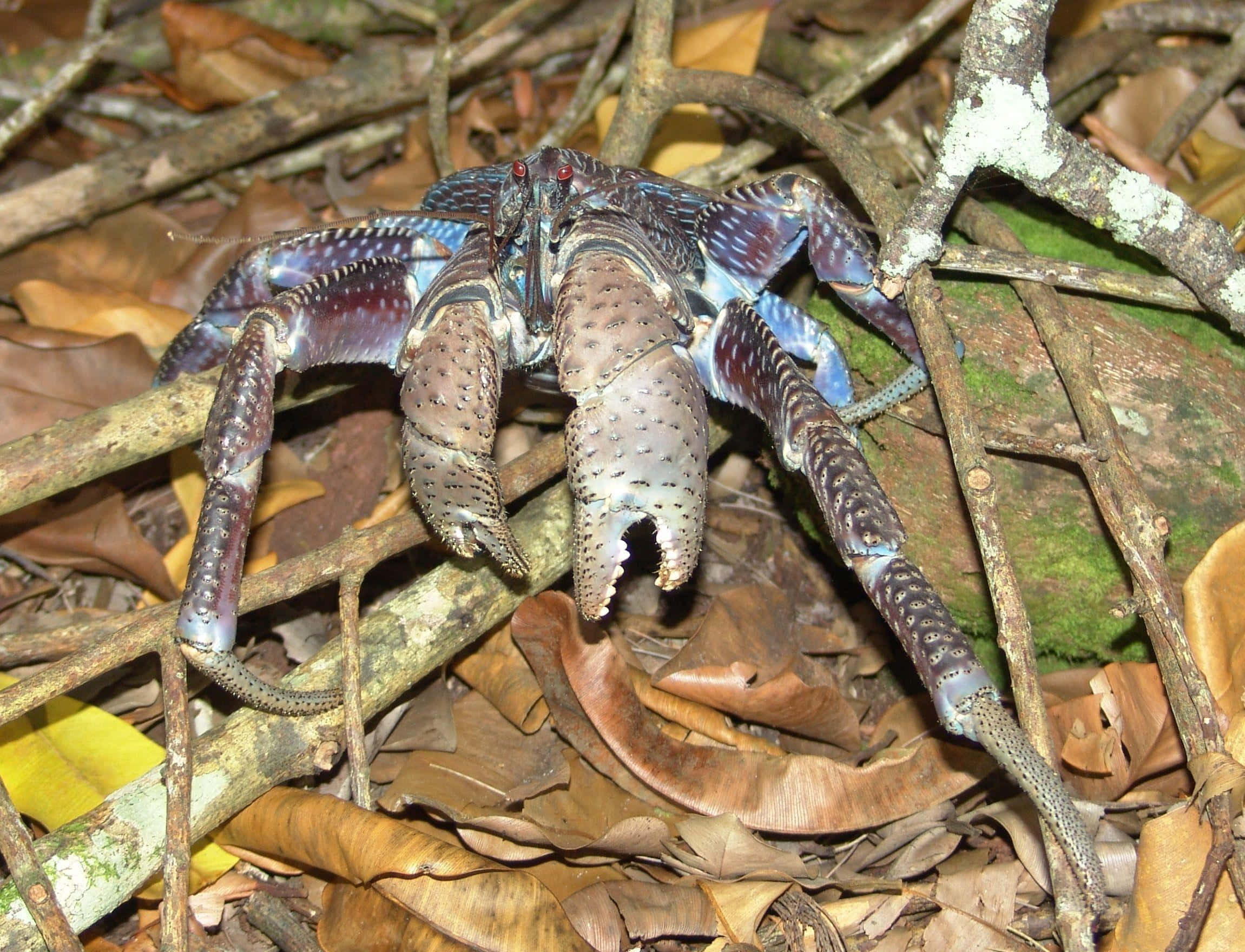 coconut crab, forest floor, blue-spotted, Full HD Desktop Wallpaper