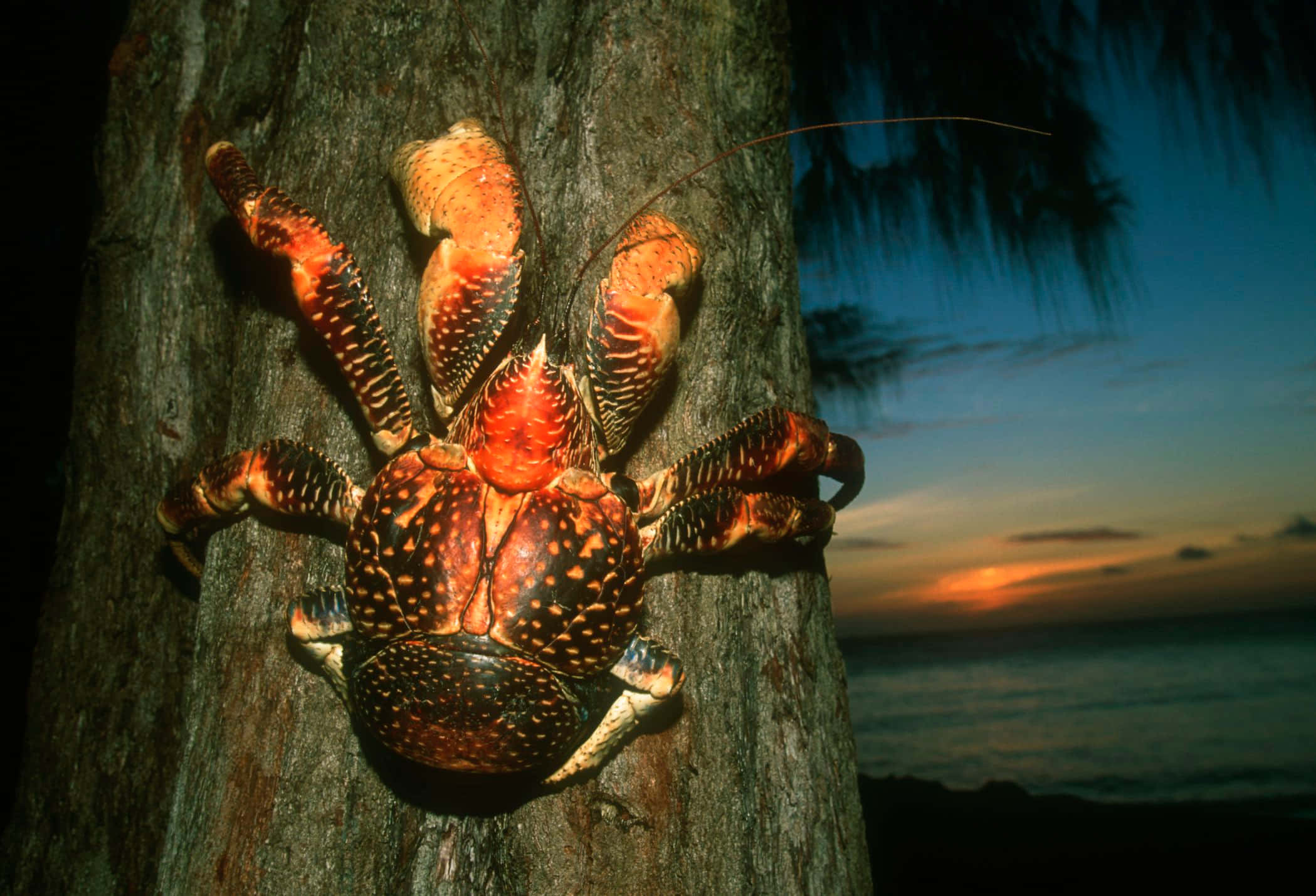 coconut crab, tree trunk, sunset, Full HD Desktop Wallpaper