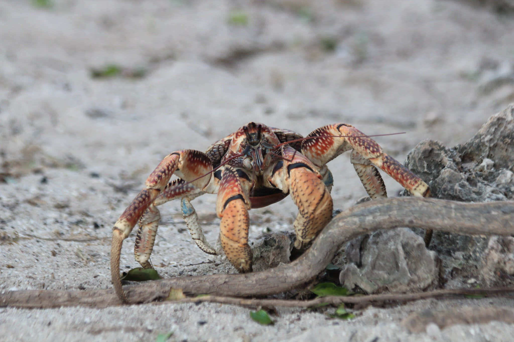 coconut crab, orange and brown spotted shell, sandy terrain, Full HD Desktop Wallpaper