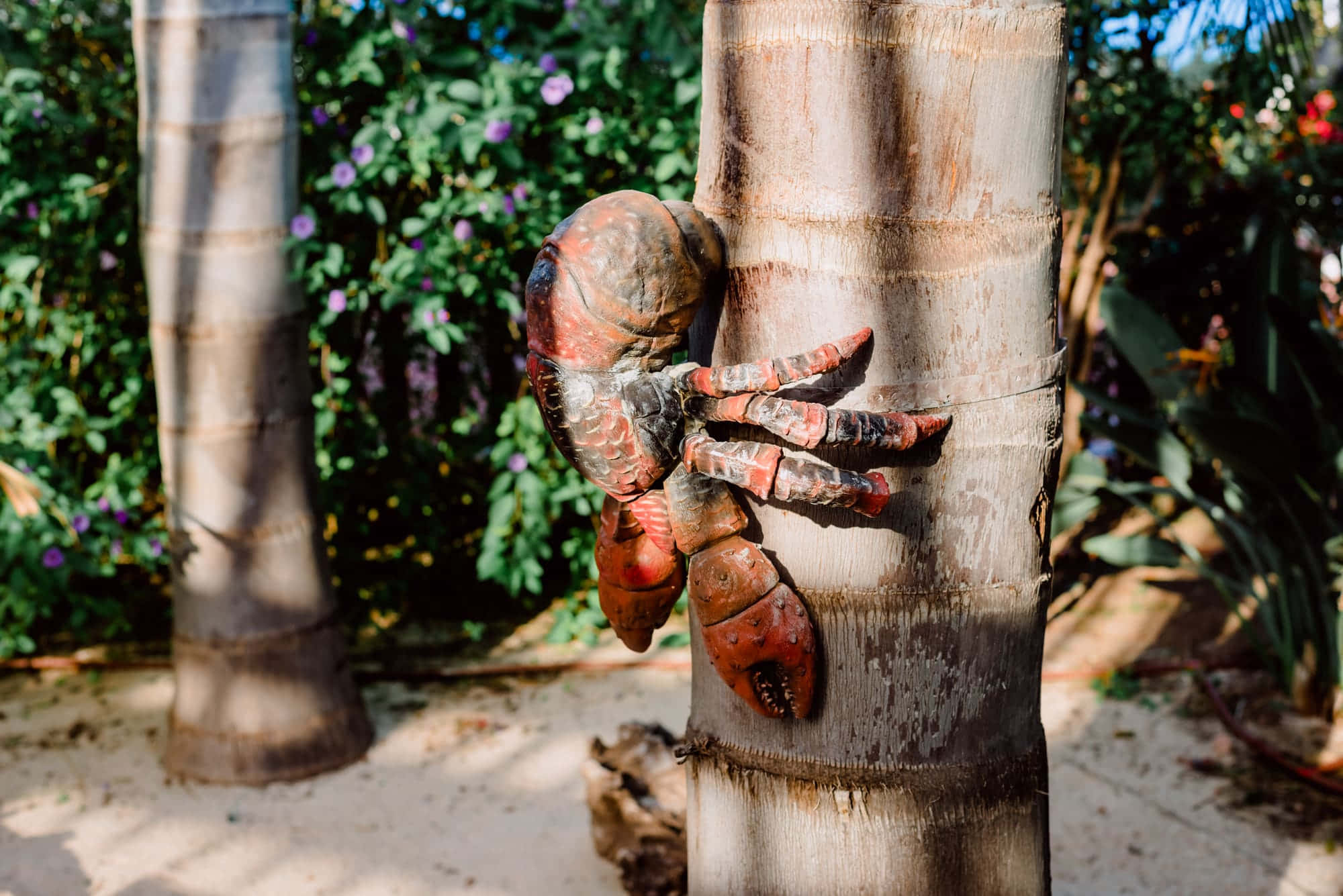 coconut crab, palm tree, tropical garden, Full HD Desktop Wallpaper