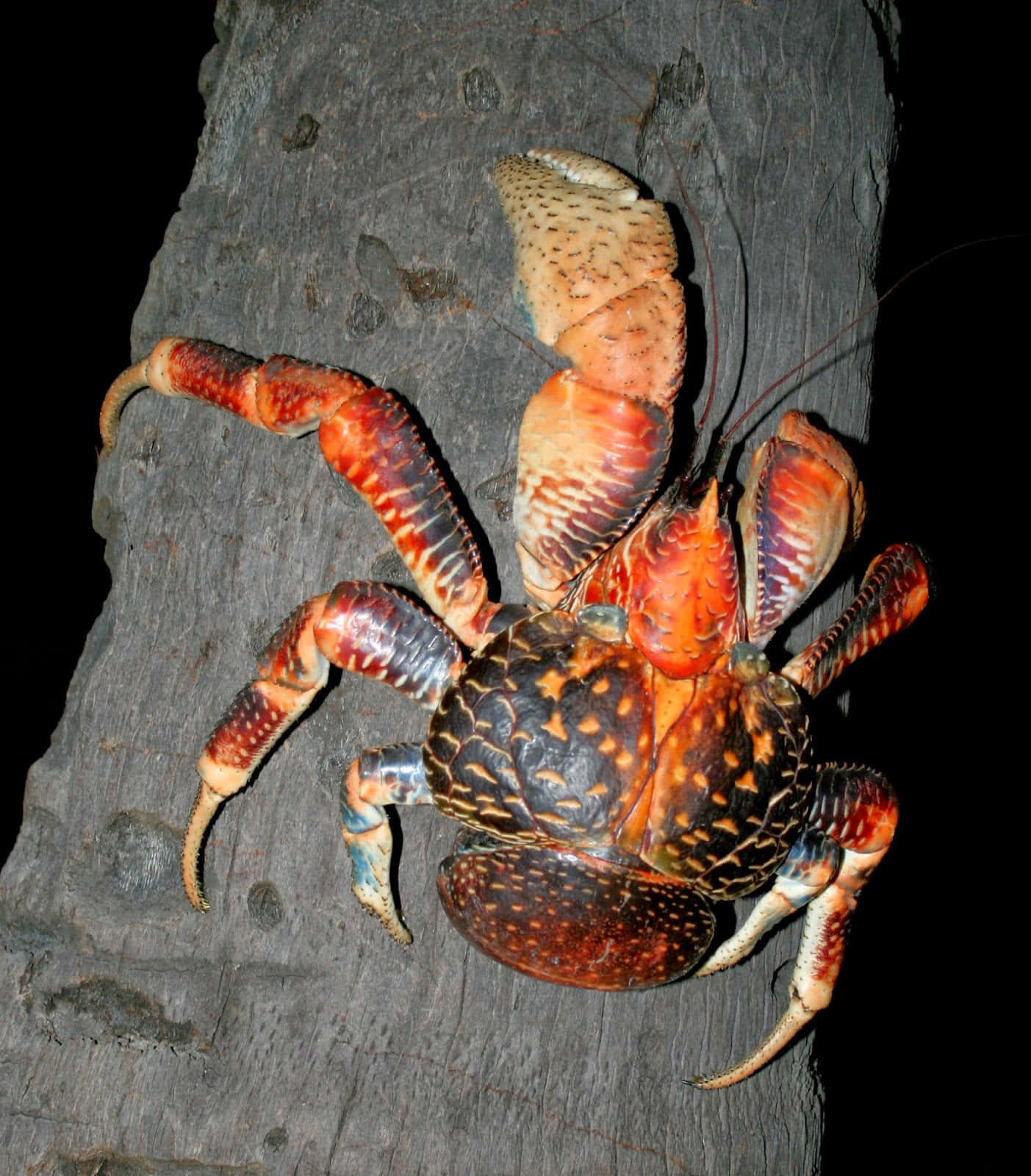 Coconut Crab, orange and black spotted shell, rough gray tree trunk, HD Phone Wallpaper
