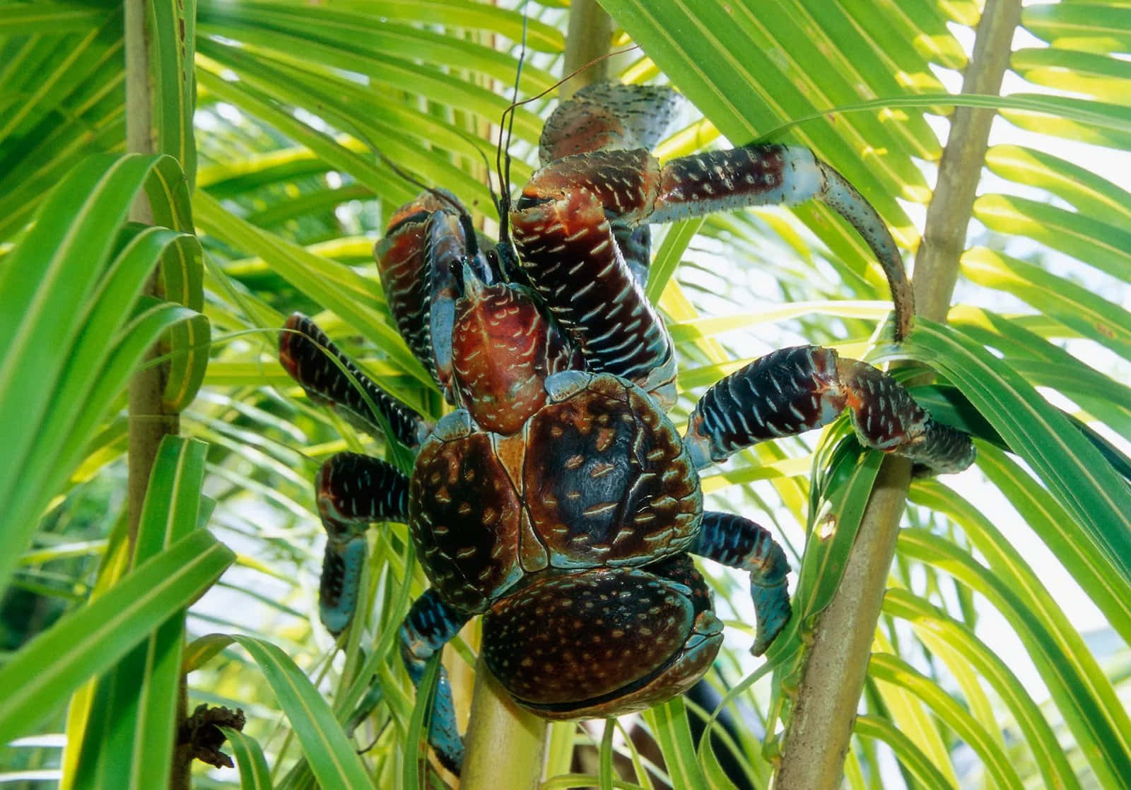coconut crab, palm tree trunk, lush green fronds, HD Desktop Wallpaper