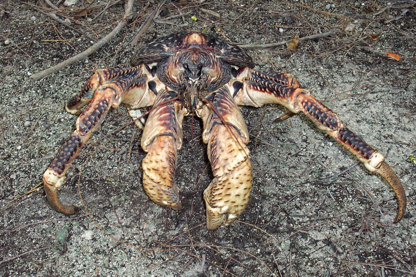 coconut crab, gritty sand, scattered twigs, HD Desktop Wallpaper