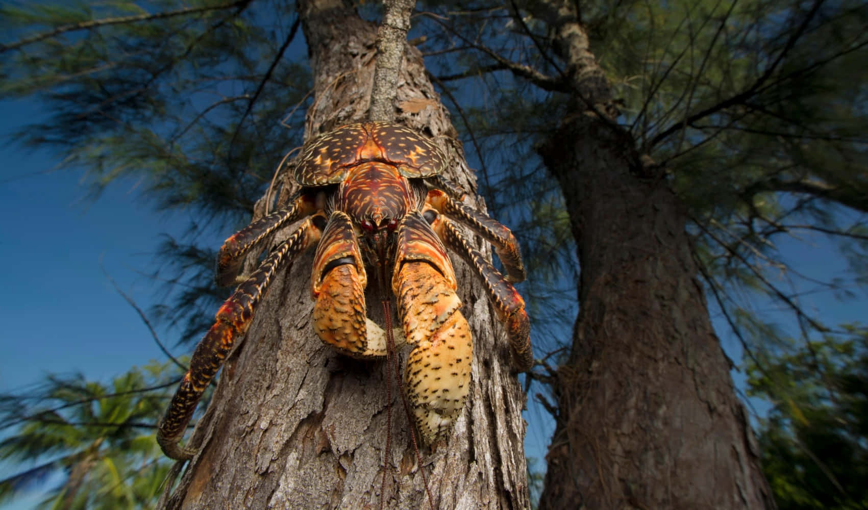 coconut crab, tree trunk, clear blue sky, HD Desktop Wallpaper