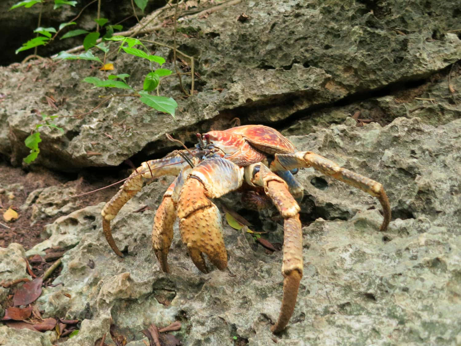 Coconut Crab, rocky terrain, rugged gray rock face, HD Desktop Wallpaper