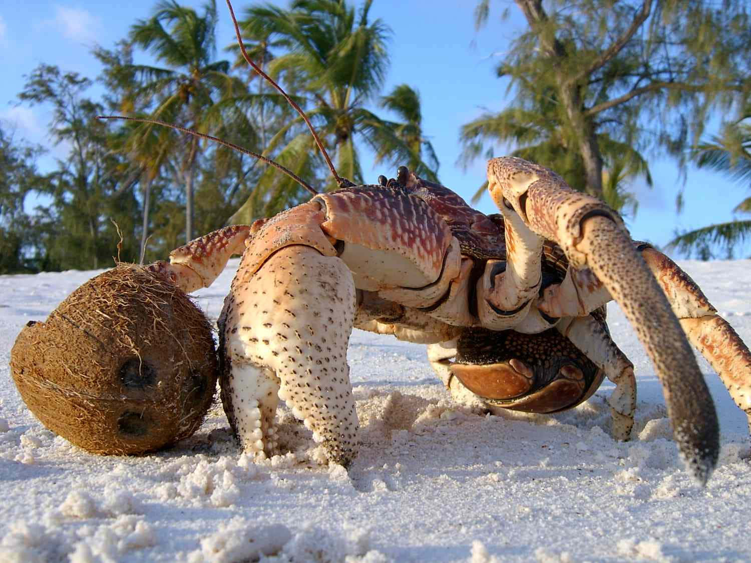 coconut crab, tropical beach, brown coconut, HD Desktop Wallpaper