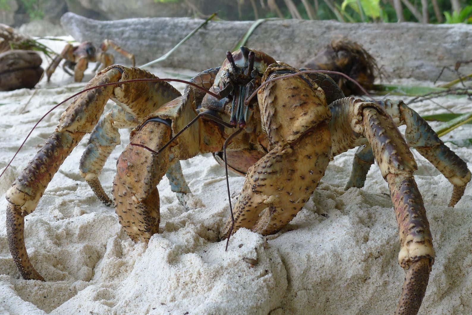 coconut crab, white sand, green foliage, HD Desktop Wallpaper