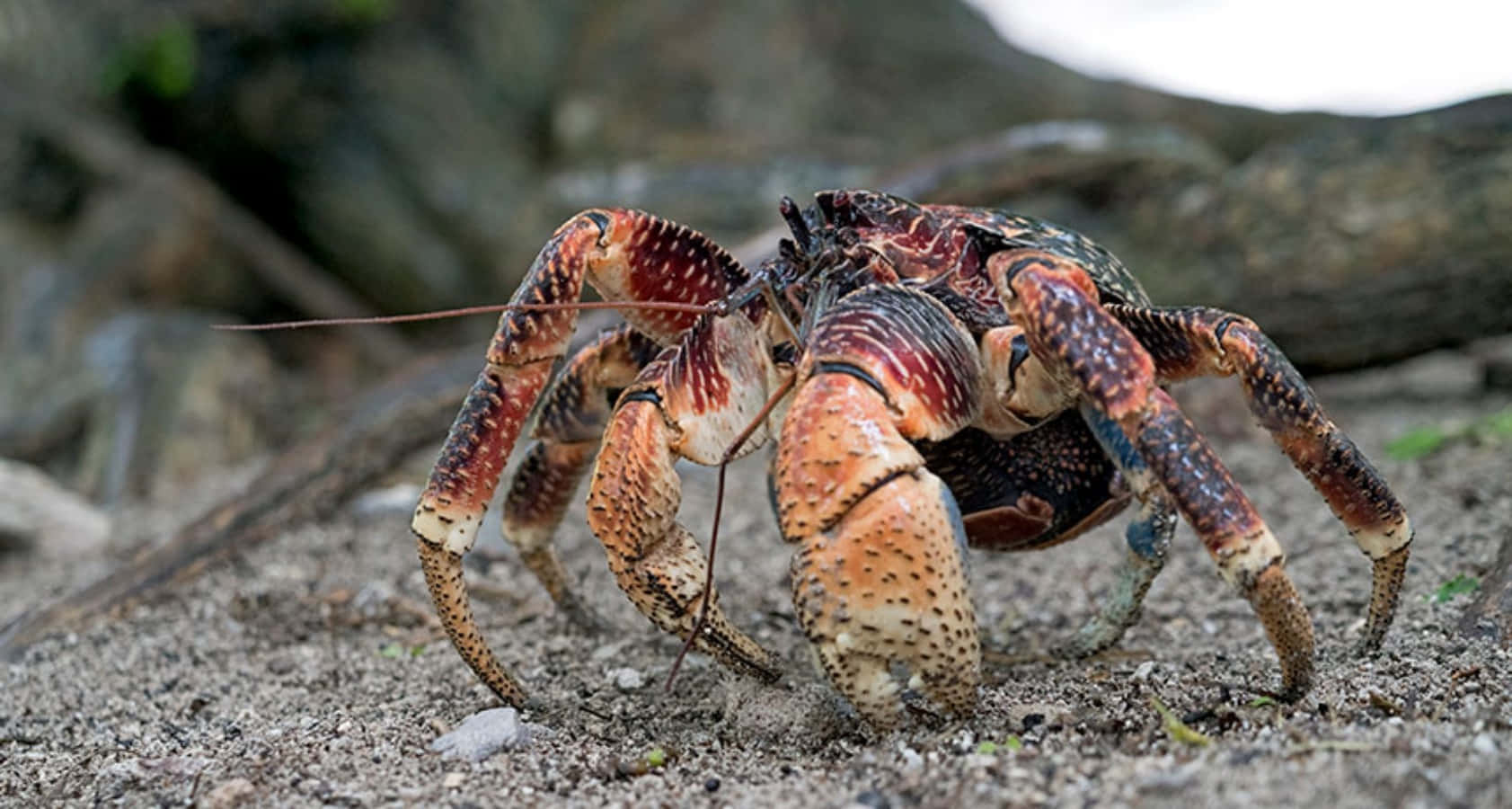 coconut crab, red and orange spotted shell, sandy ground, HD Desktop Wallpaper