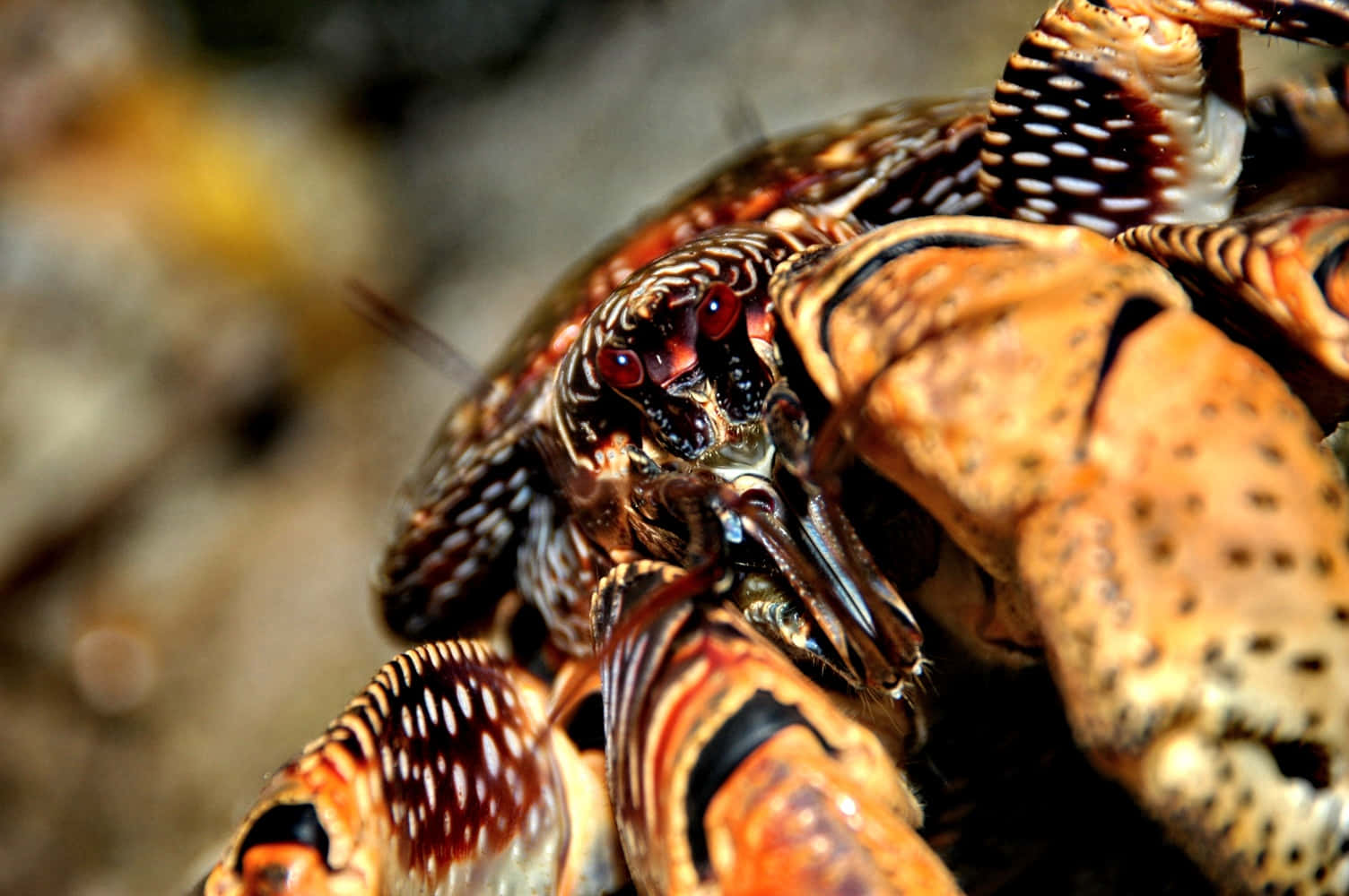 coconut crab, red eyes, orange claws, HD Desktop Wallpaper