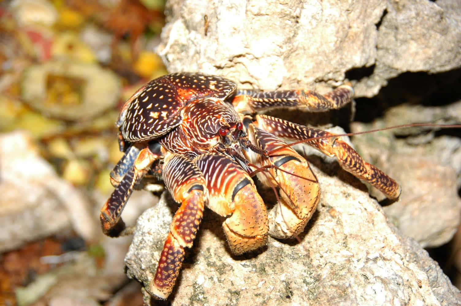 Coconut Crab, orange and black markings, textured rock, HD Desktop Wallpaper