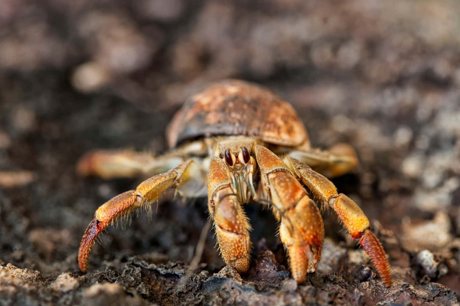 Coconut Crab, orange claws, textured shell, HD Desktop Wallpaper
