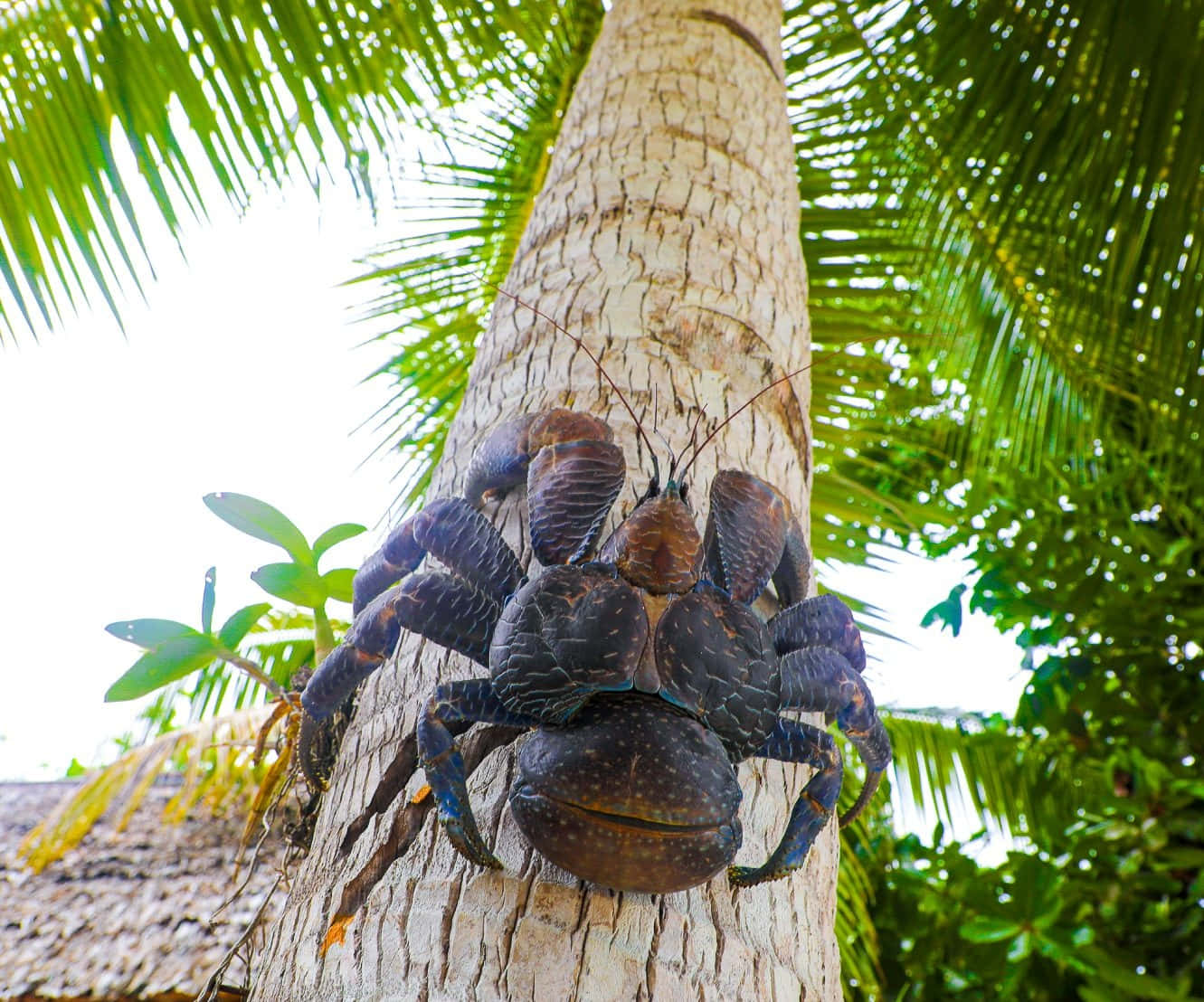 coconut crab, palm tree, lush green fronds, HD Desktop Wallpaper