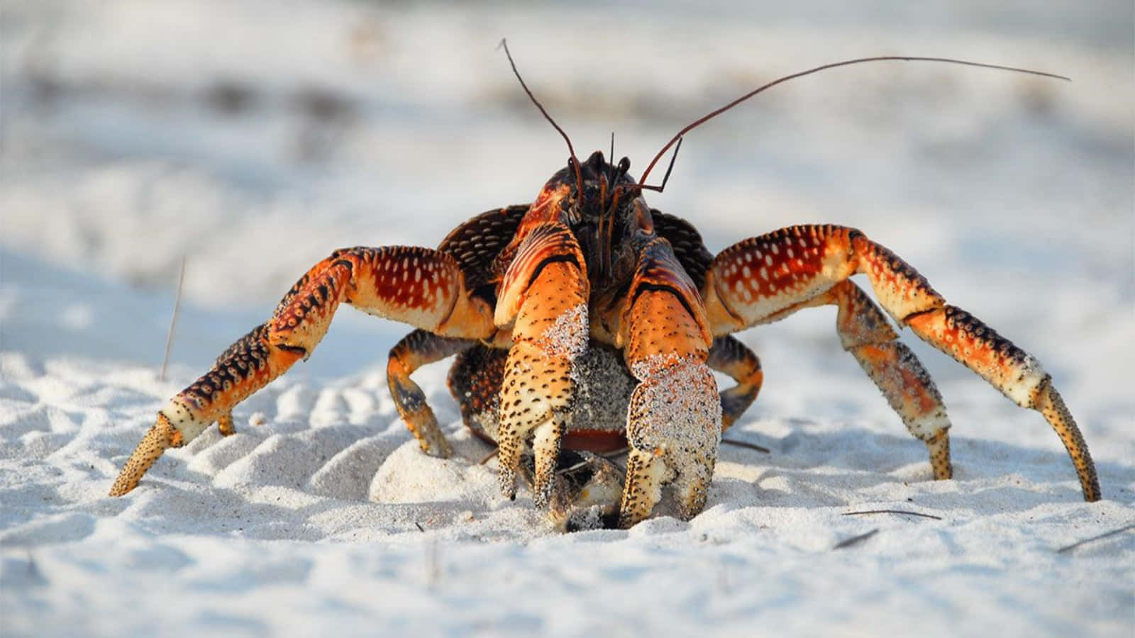 coconut crab, orange and black spotted claws, white sand, HD Desktop Wallpaper